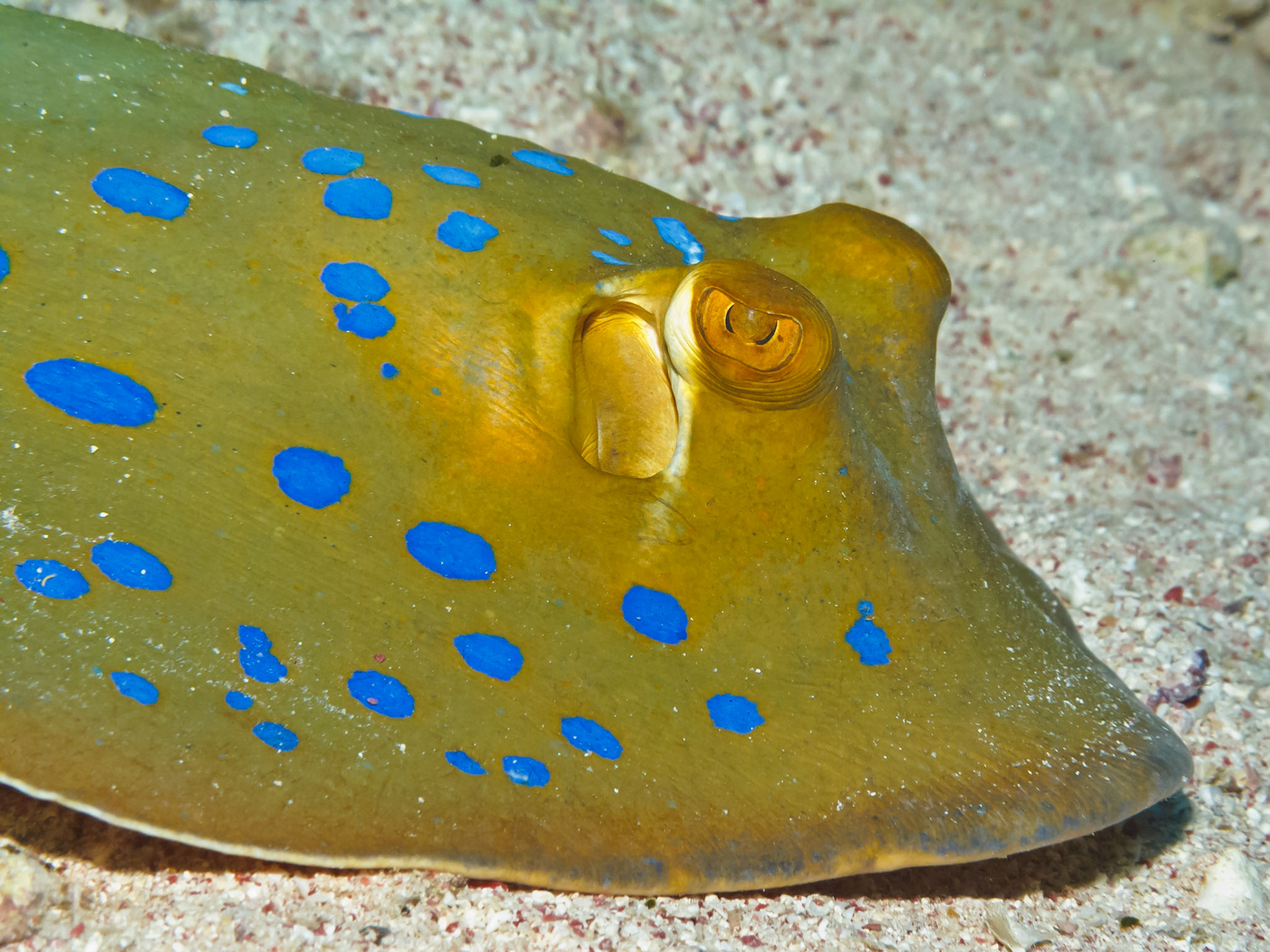 Bluespotted Stingray