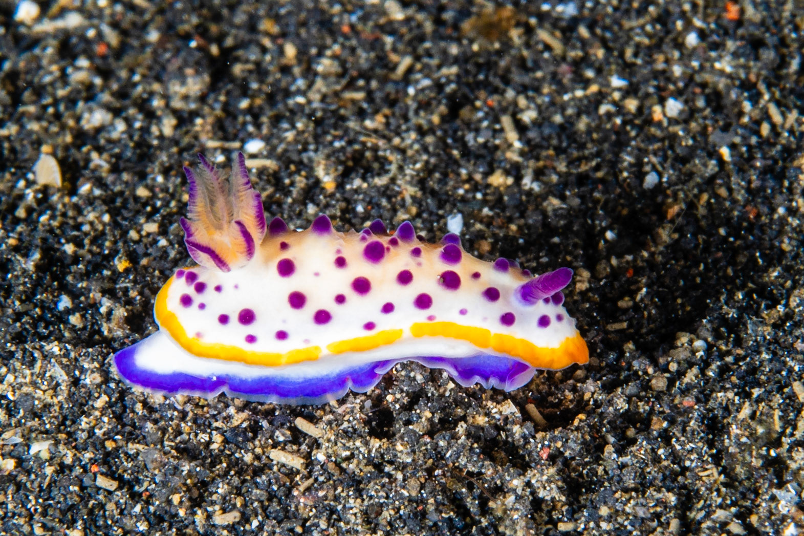 Mexichromis mariei