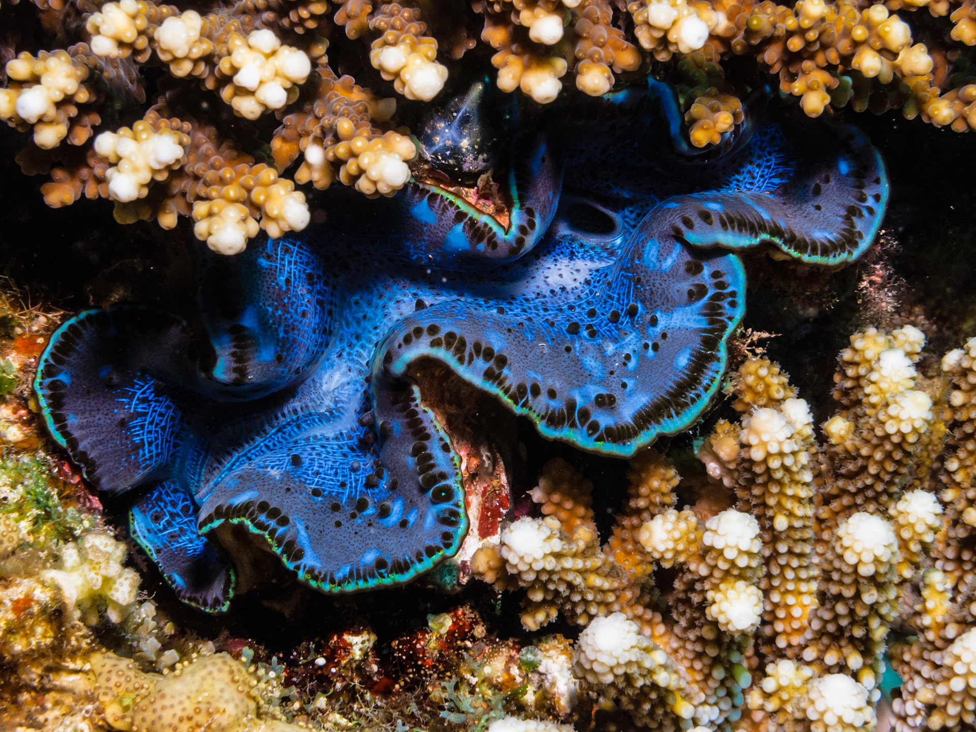 Common Giant Clam