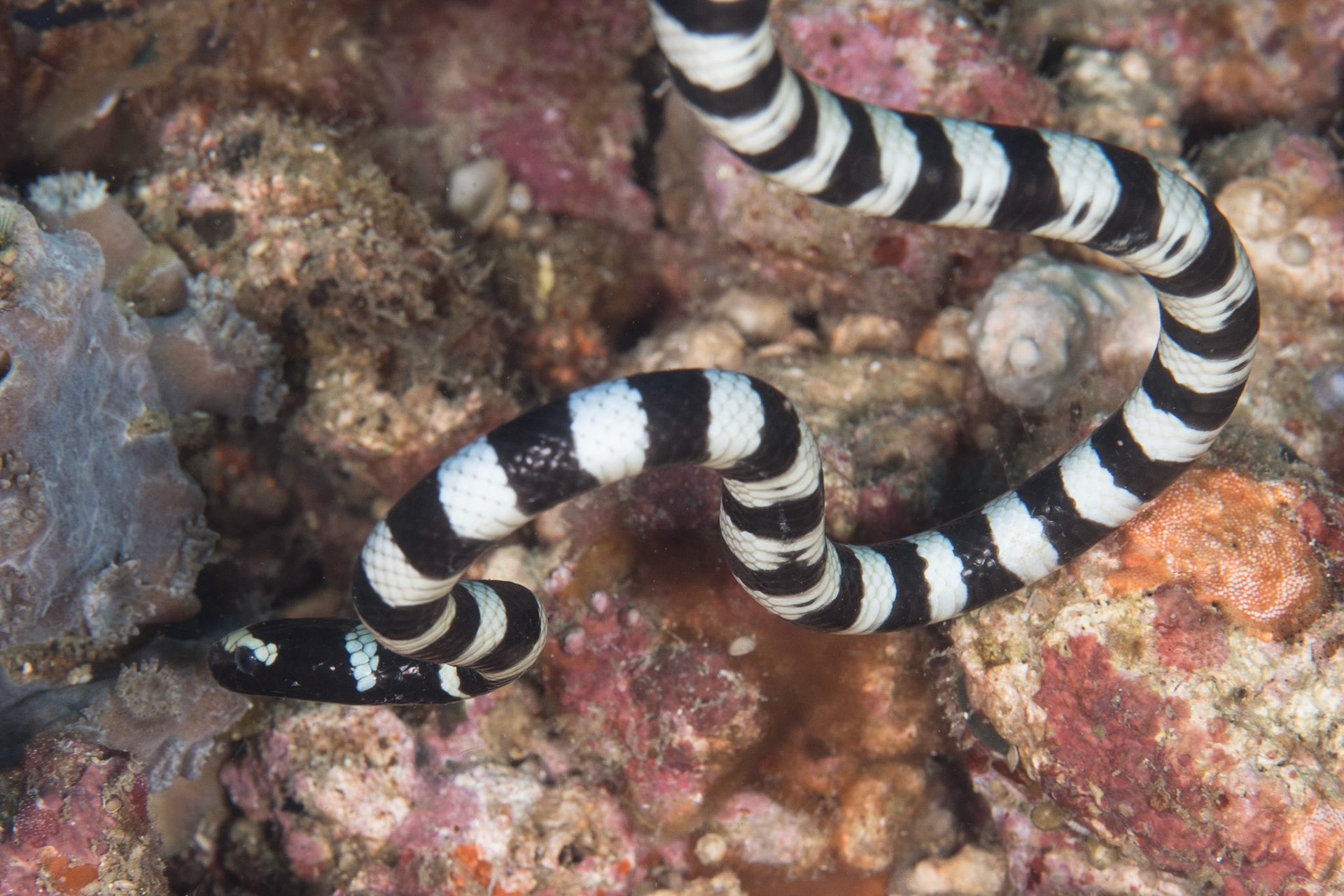 Banded Sea Krait