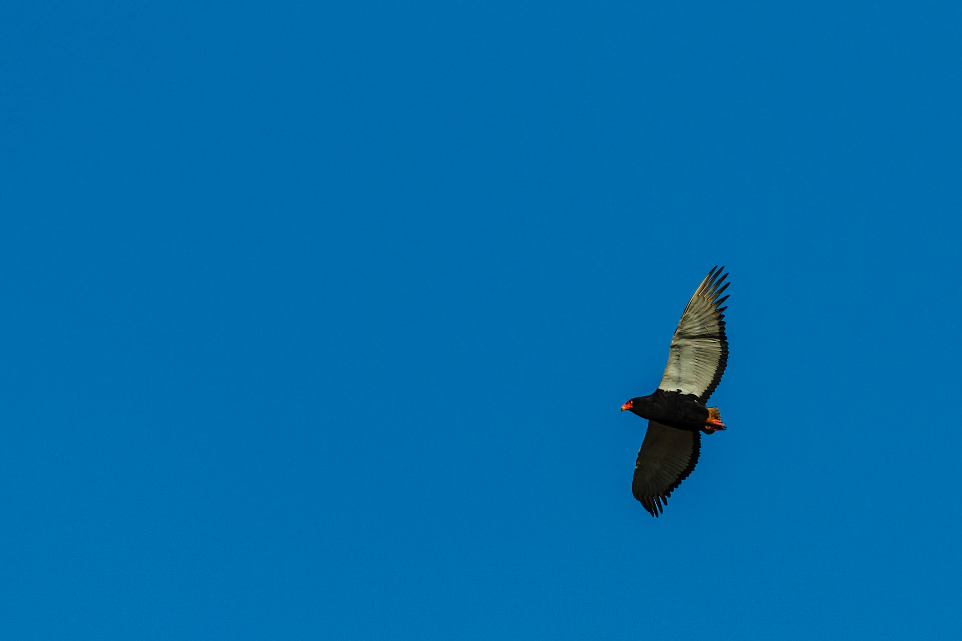 Bateleur