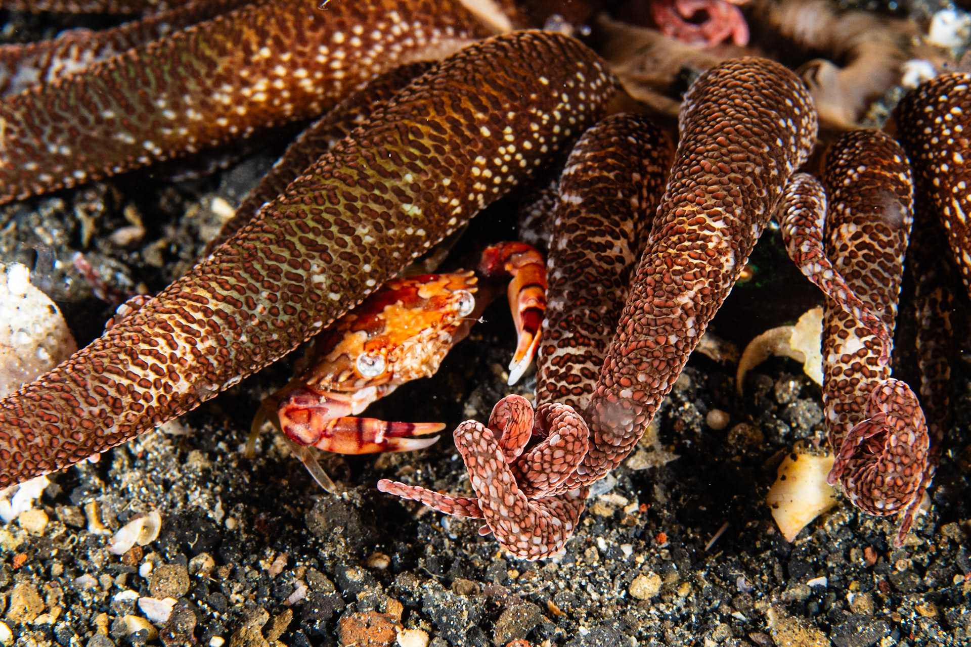 Carupa sp. and Snake Tentacle Anemone