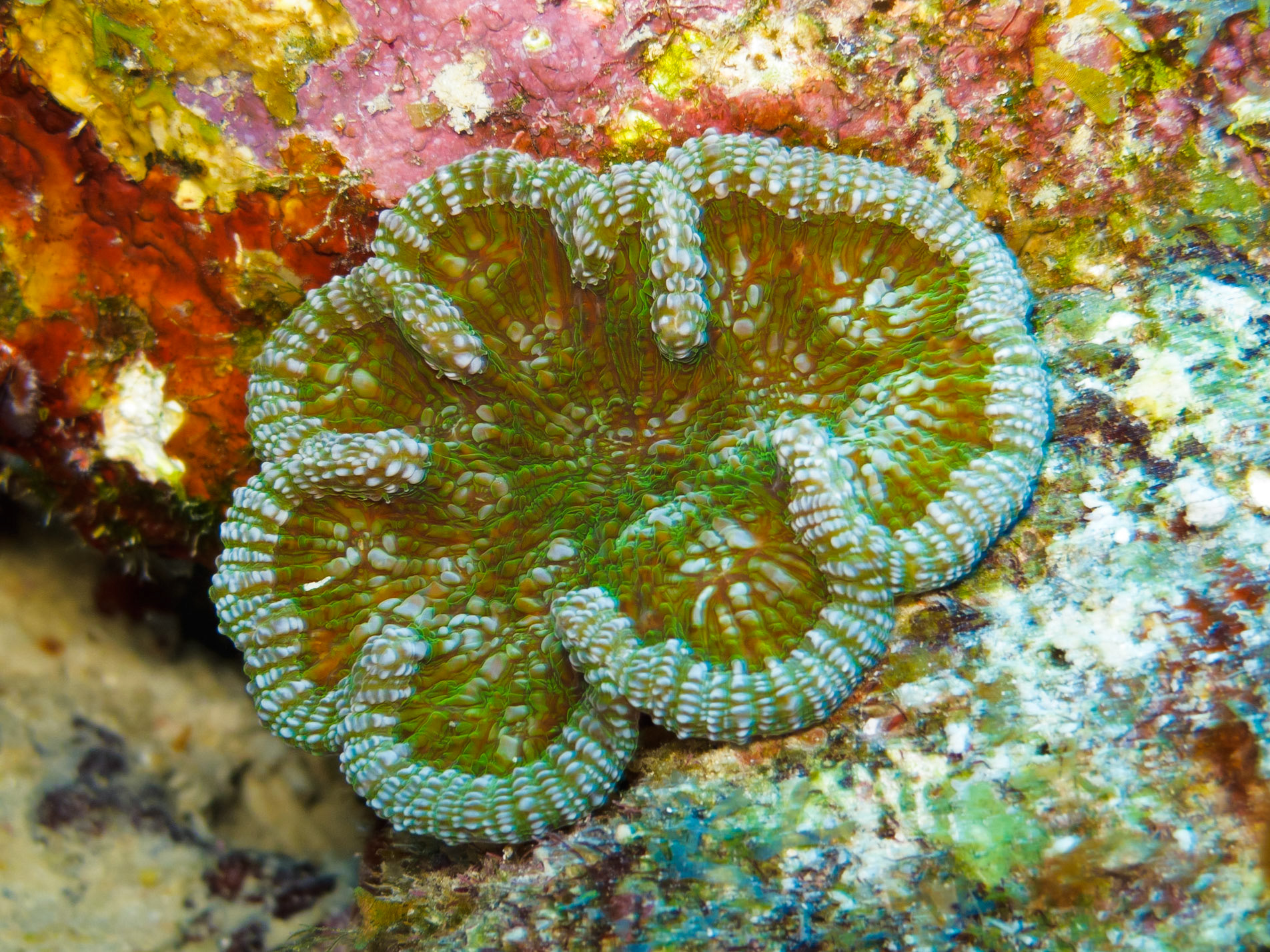 Cactus Coral