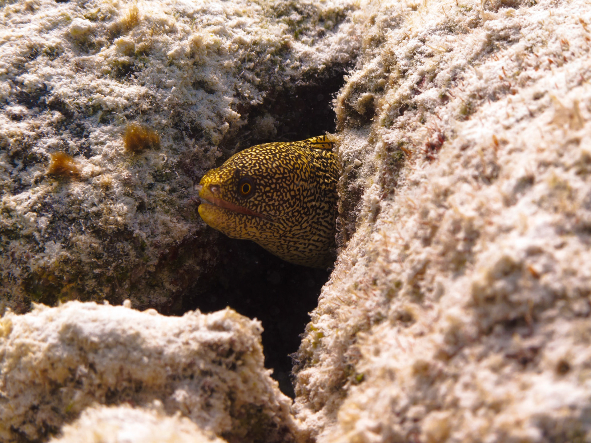 Goldentail Moray Eel