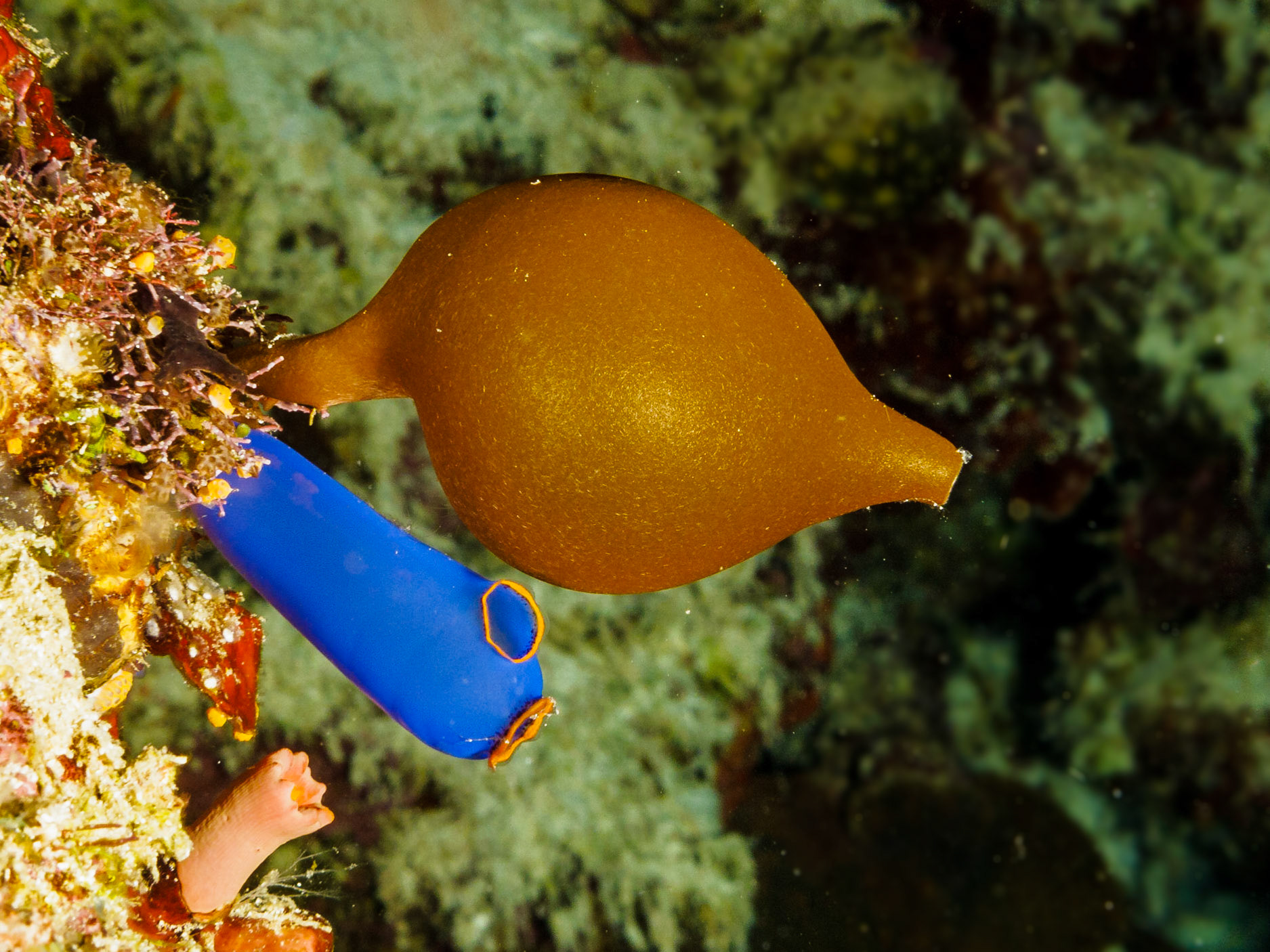 Sponge and tunicate