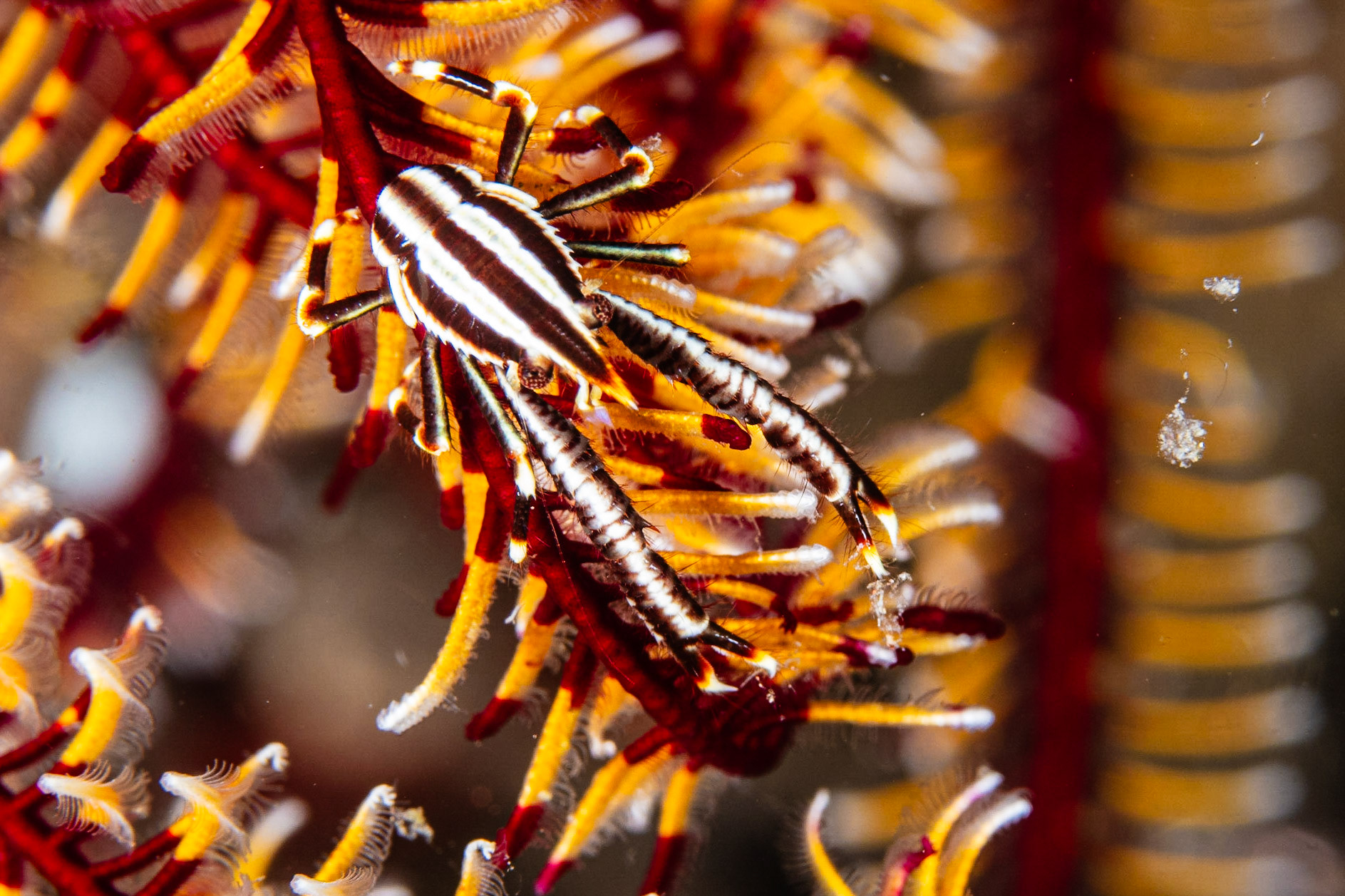 Elegant Crinoid Squat Lobster