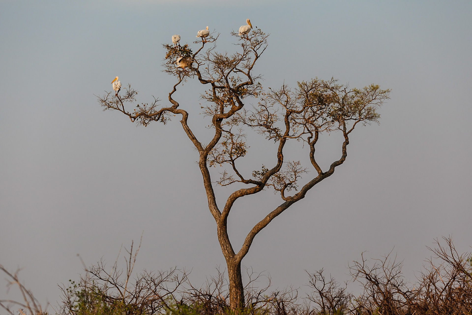 Great White Pelicans