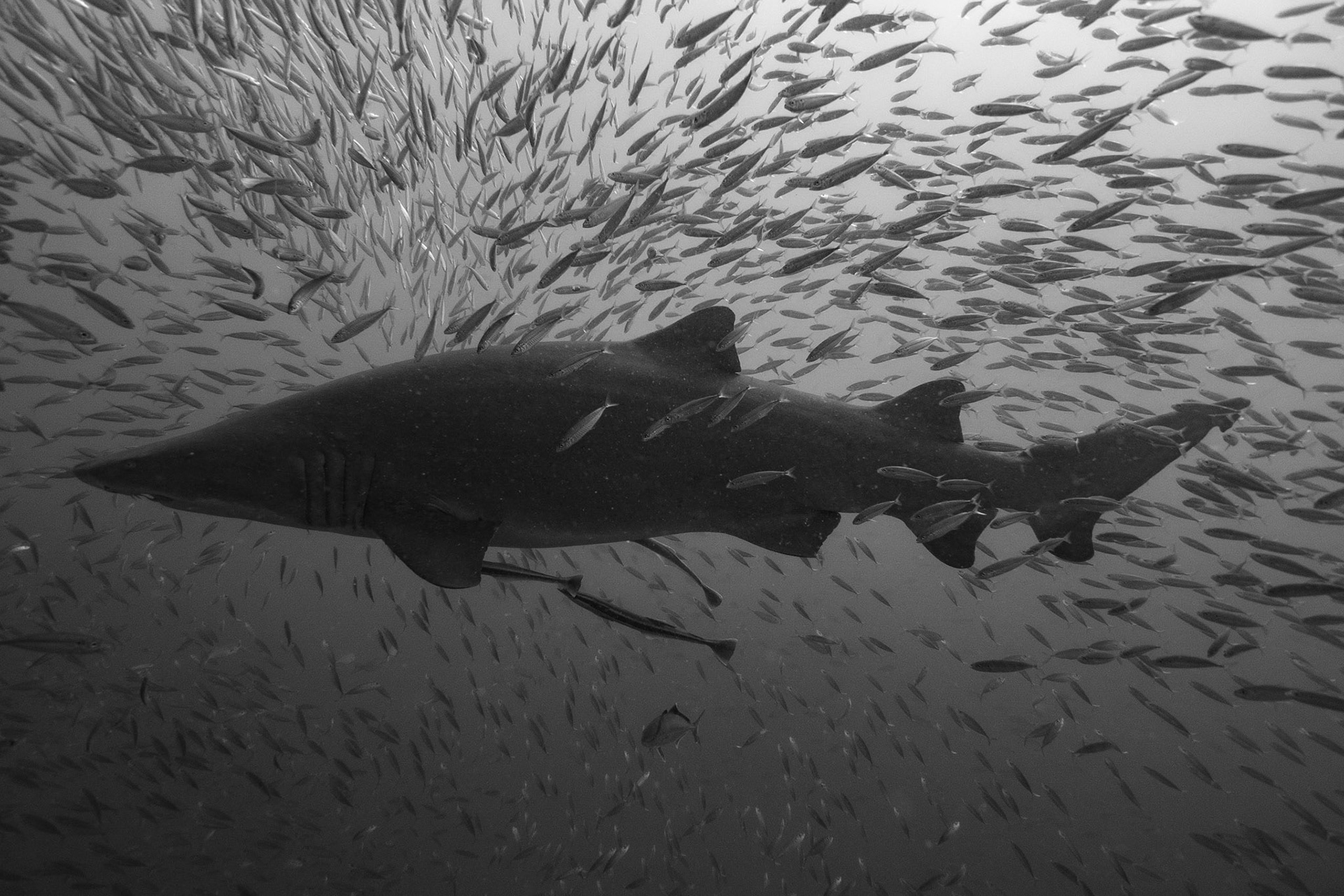 Sand Tiger