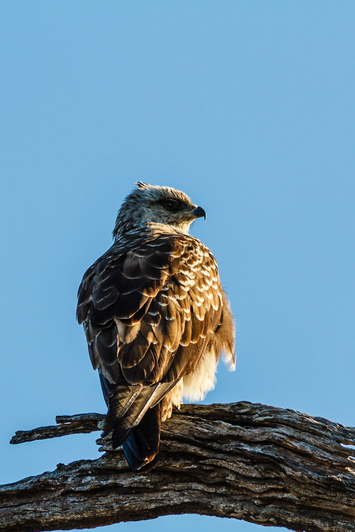 Martial Eagle