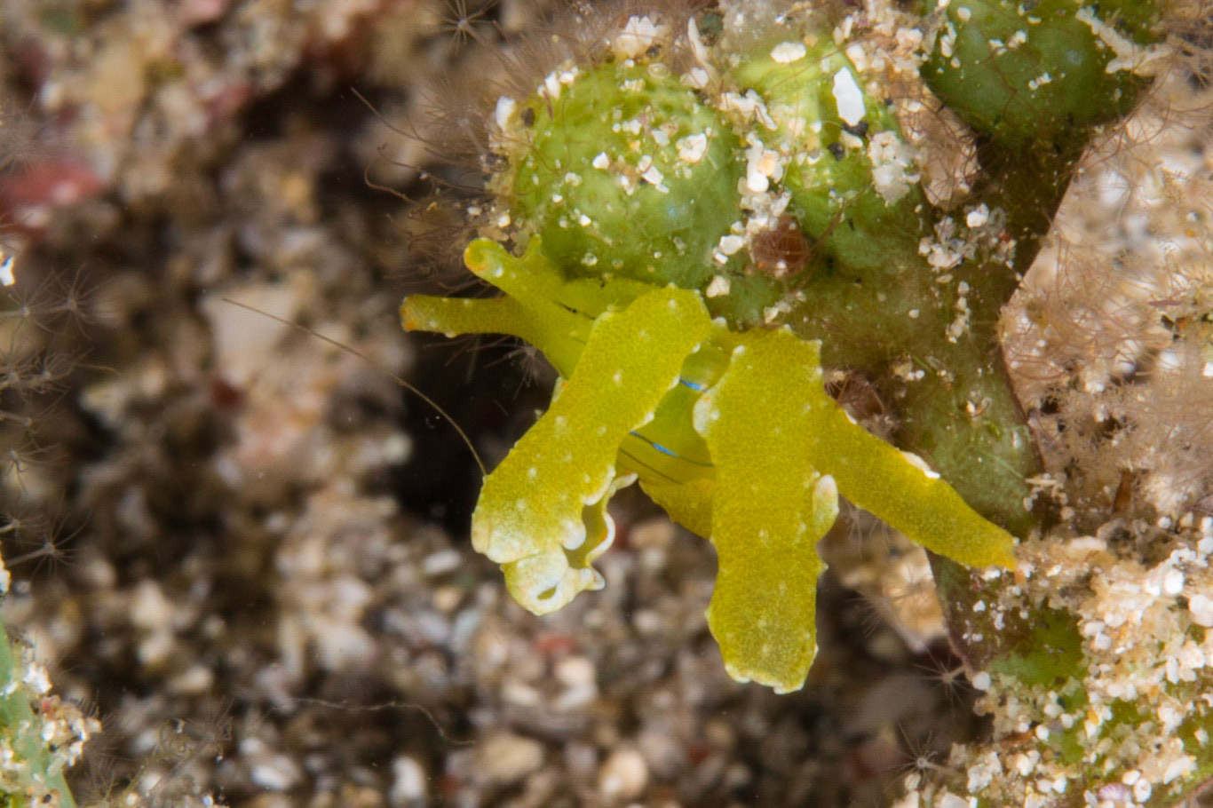 Lobiger viridis