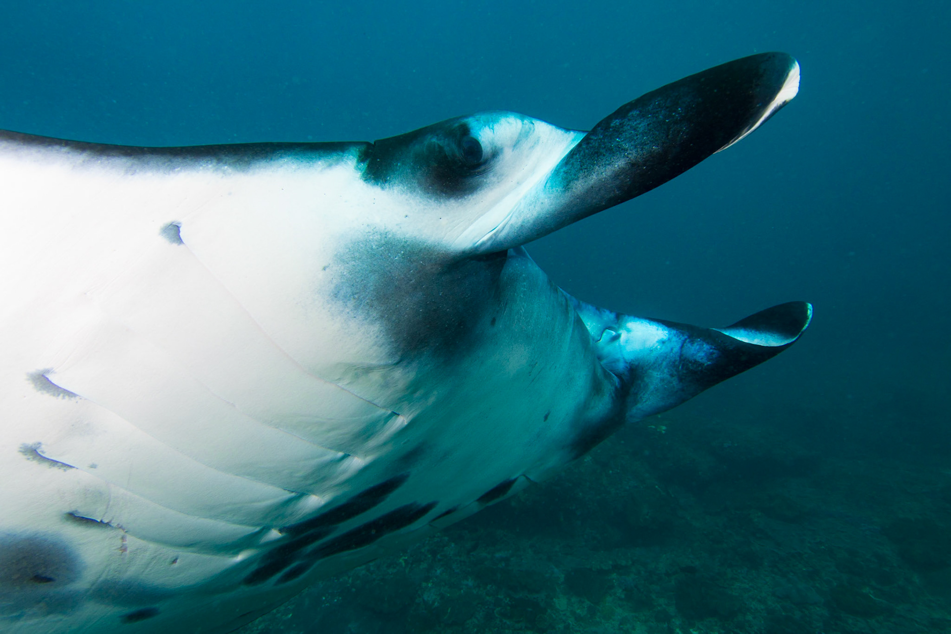 Reef Manta Ray