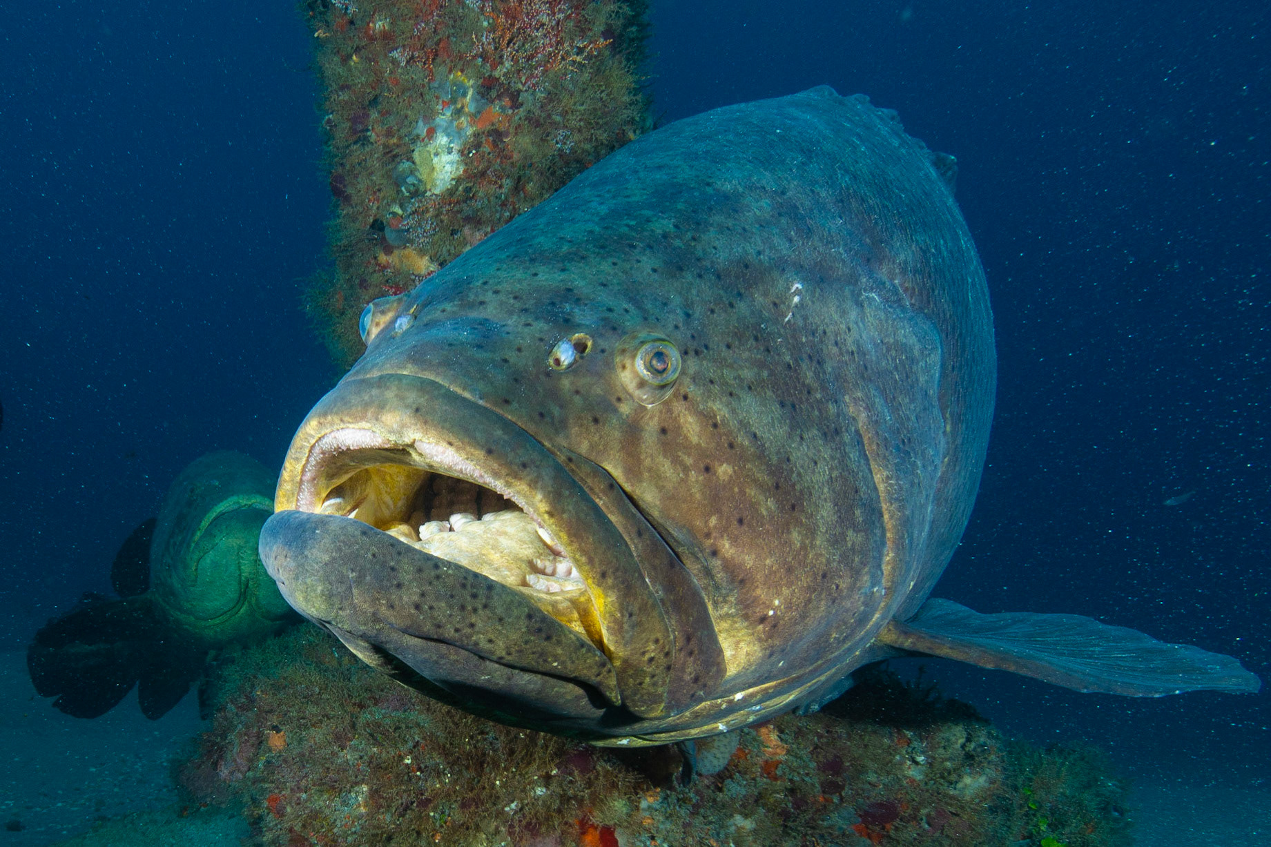 Goliath Grouper