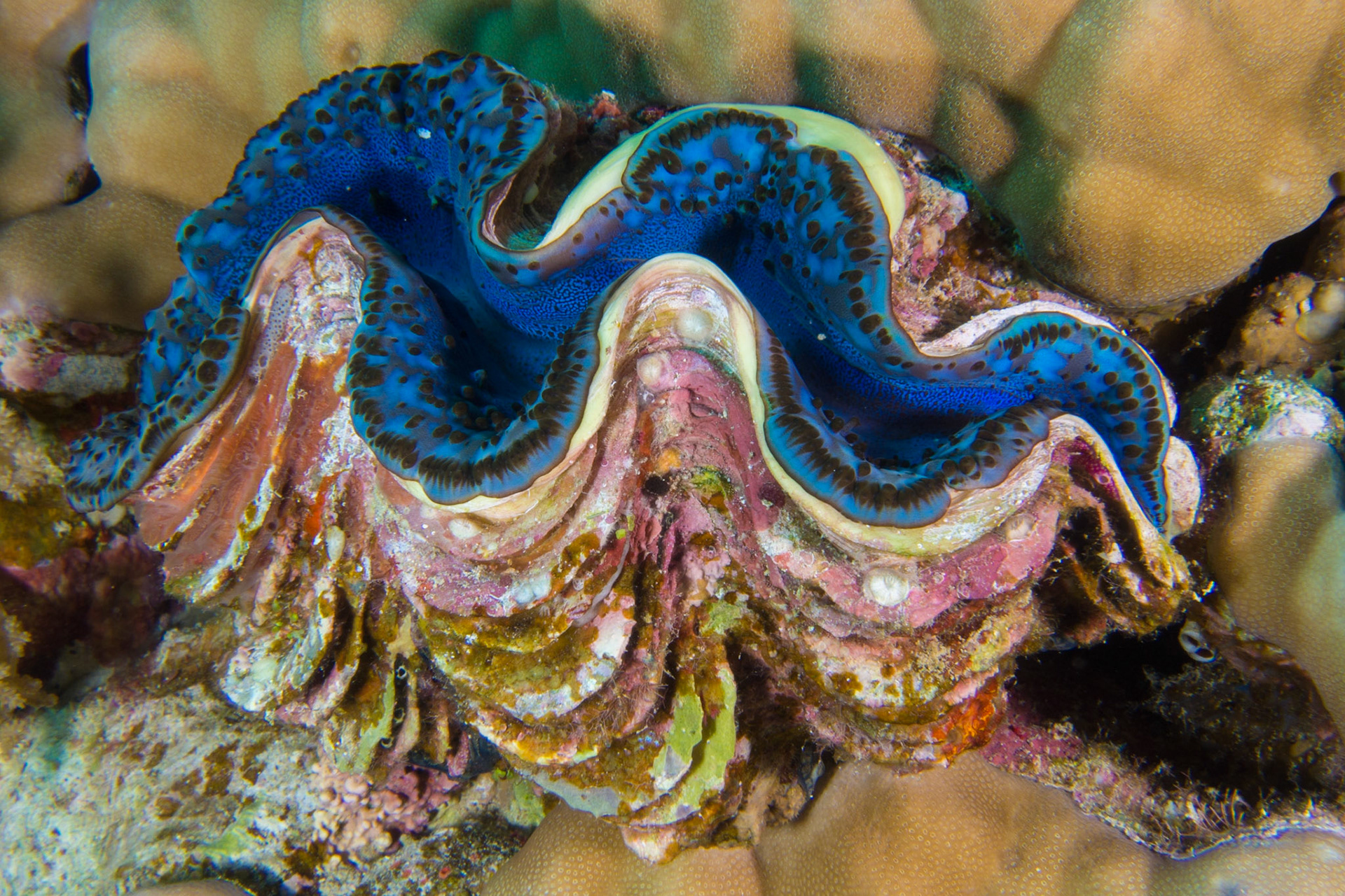 Fluted Giant Clam