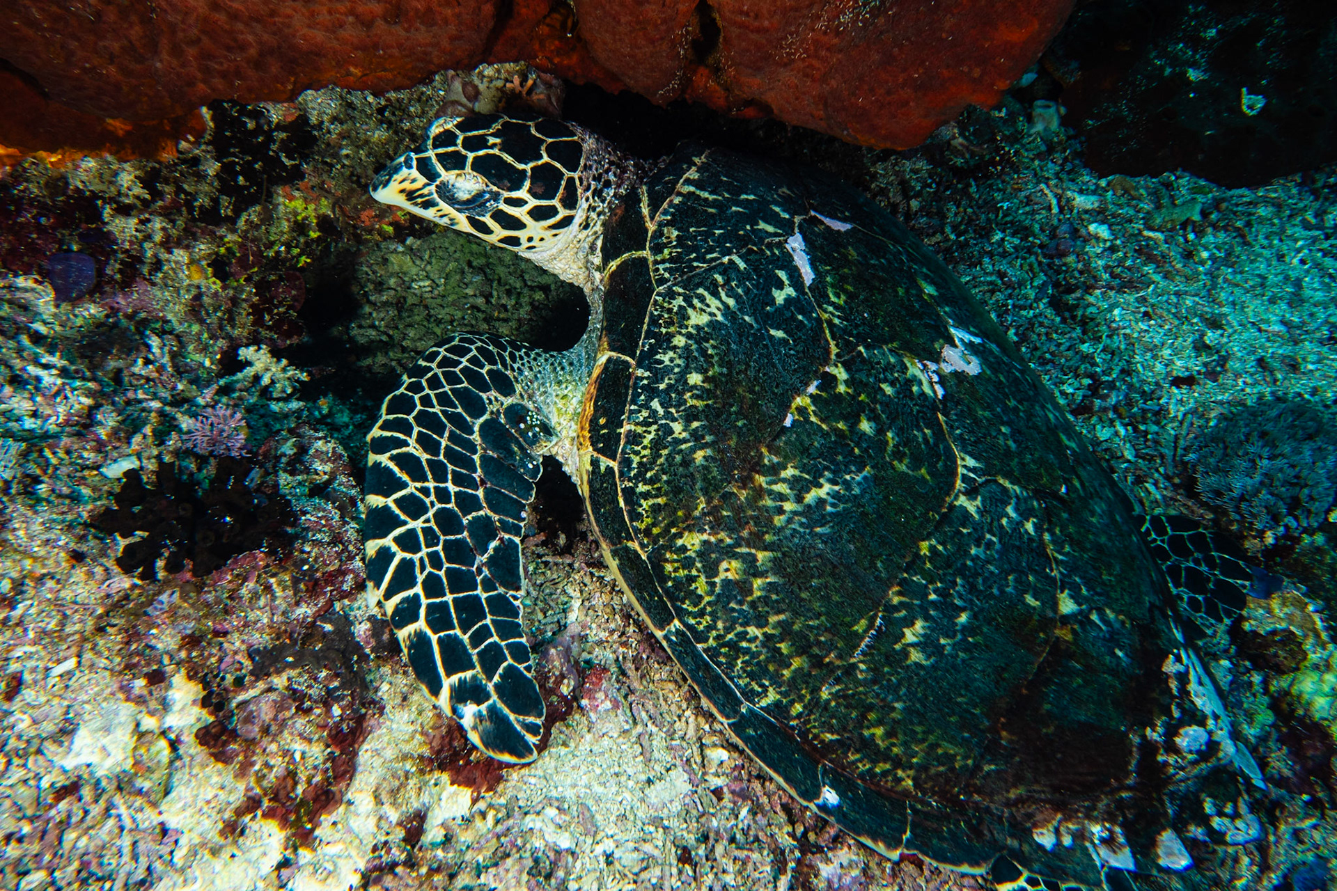 Hawksbill Turtle