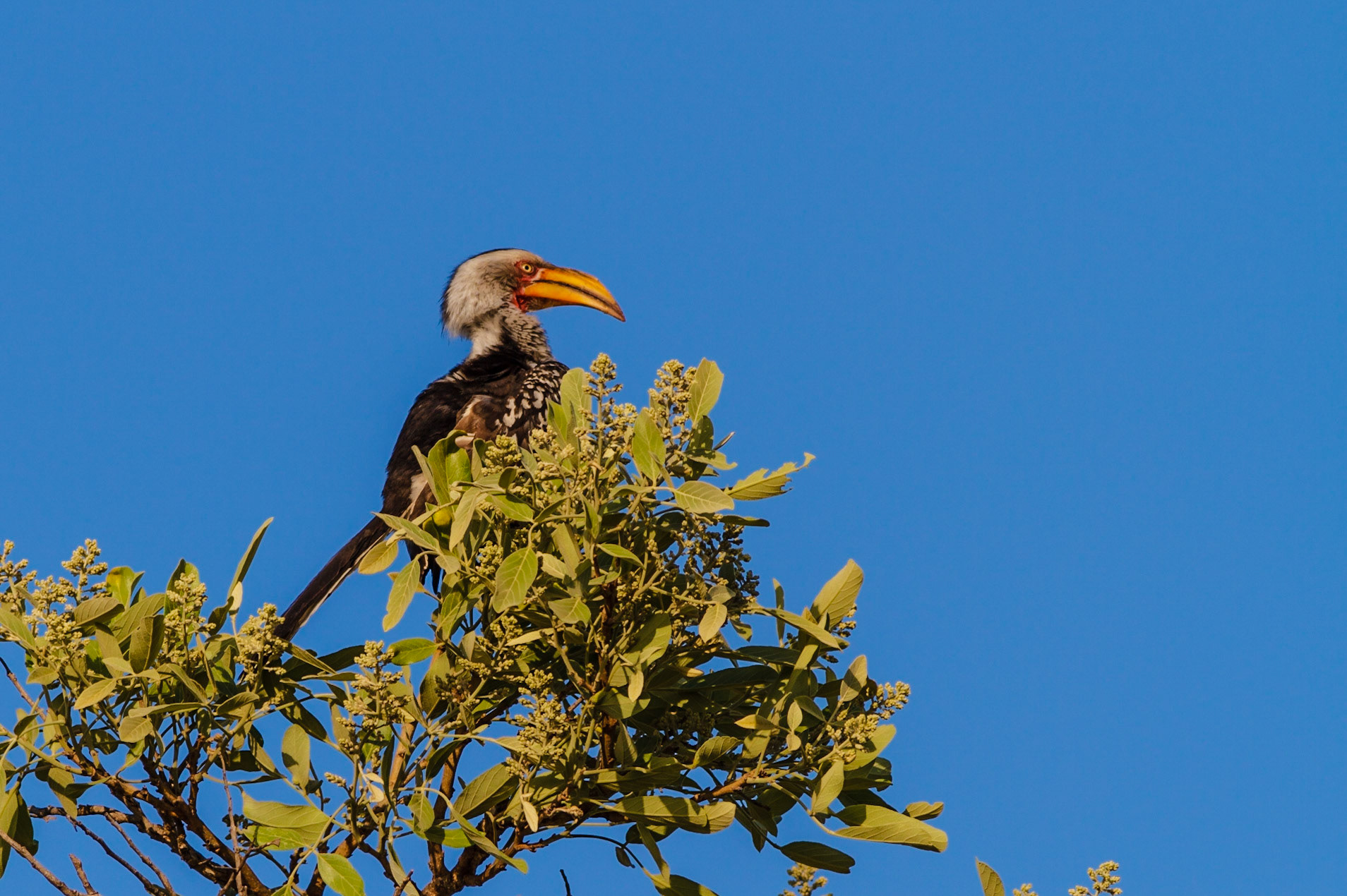 Southern Yellow-billed Hornbill