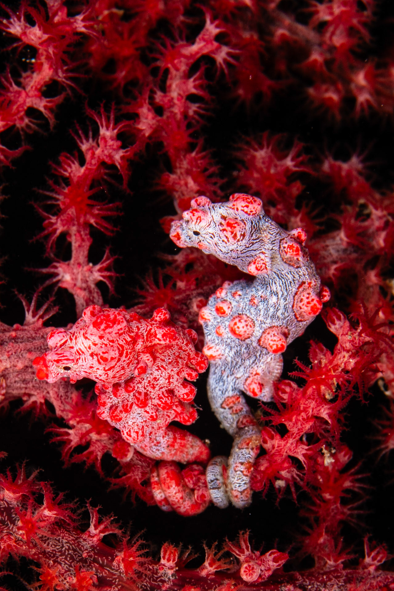 Pygmy Seahorse