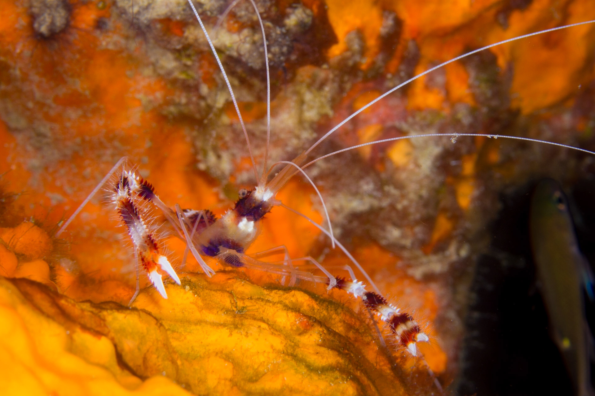 Banded Coral Shrimp