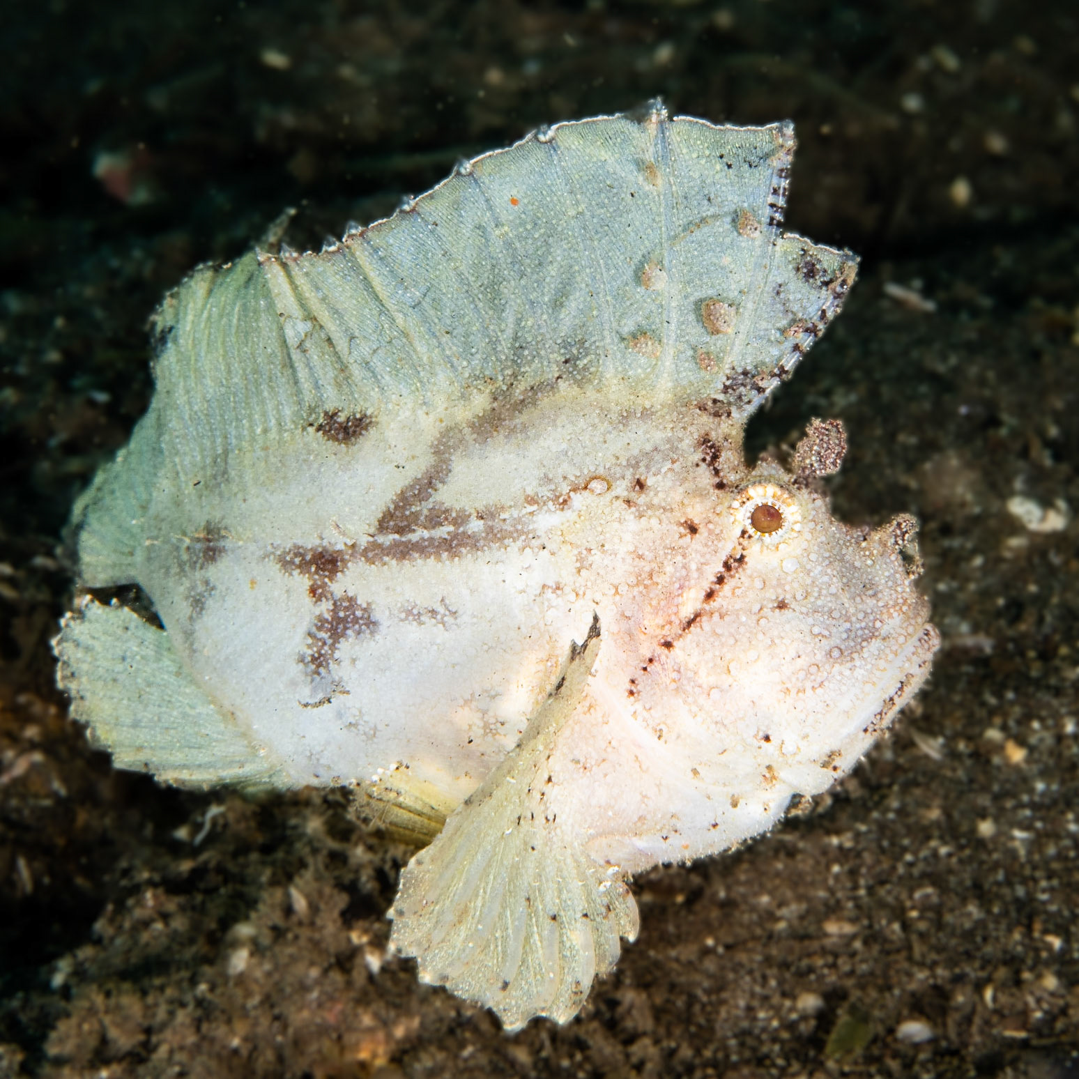 Leaf Scorpionfish