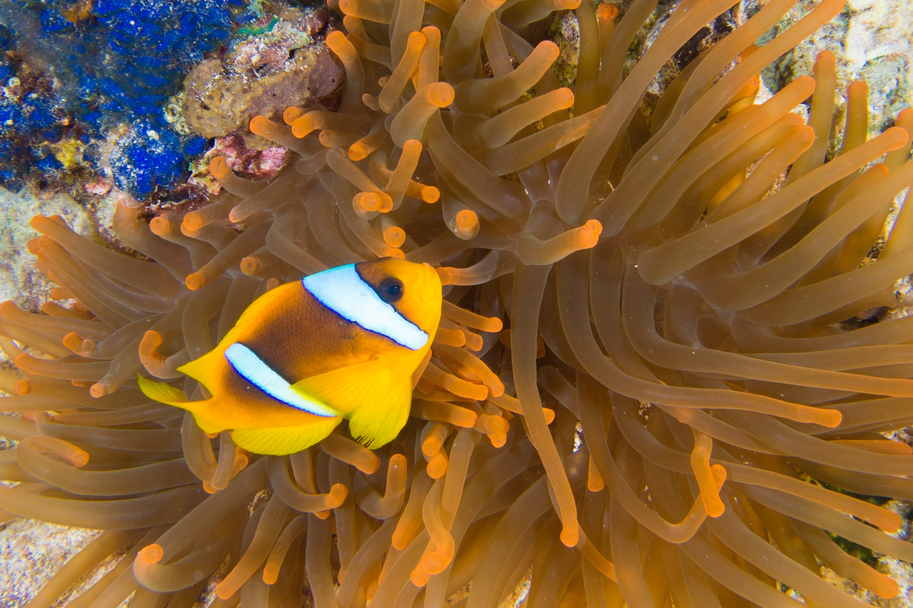 Red Sea Anemonefish and Bubble Anemone
