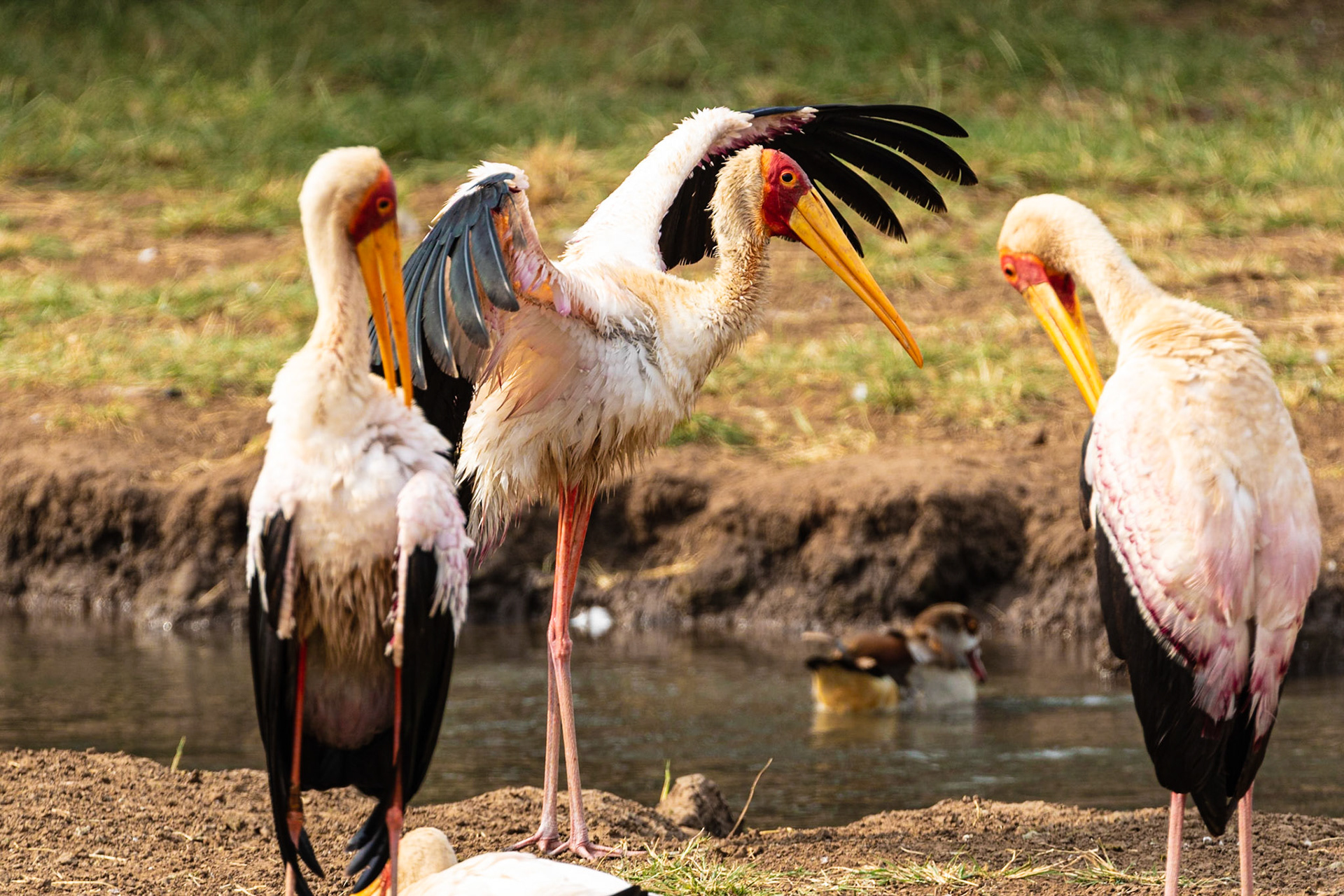 Yellow-billed Stork