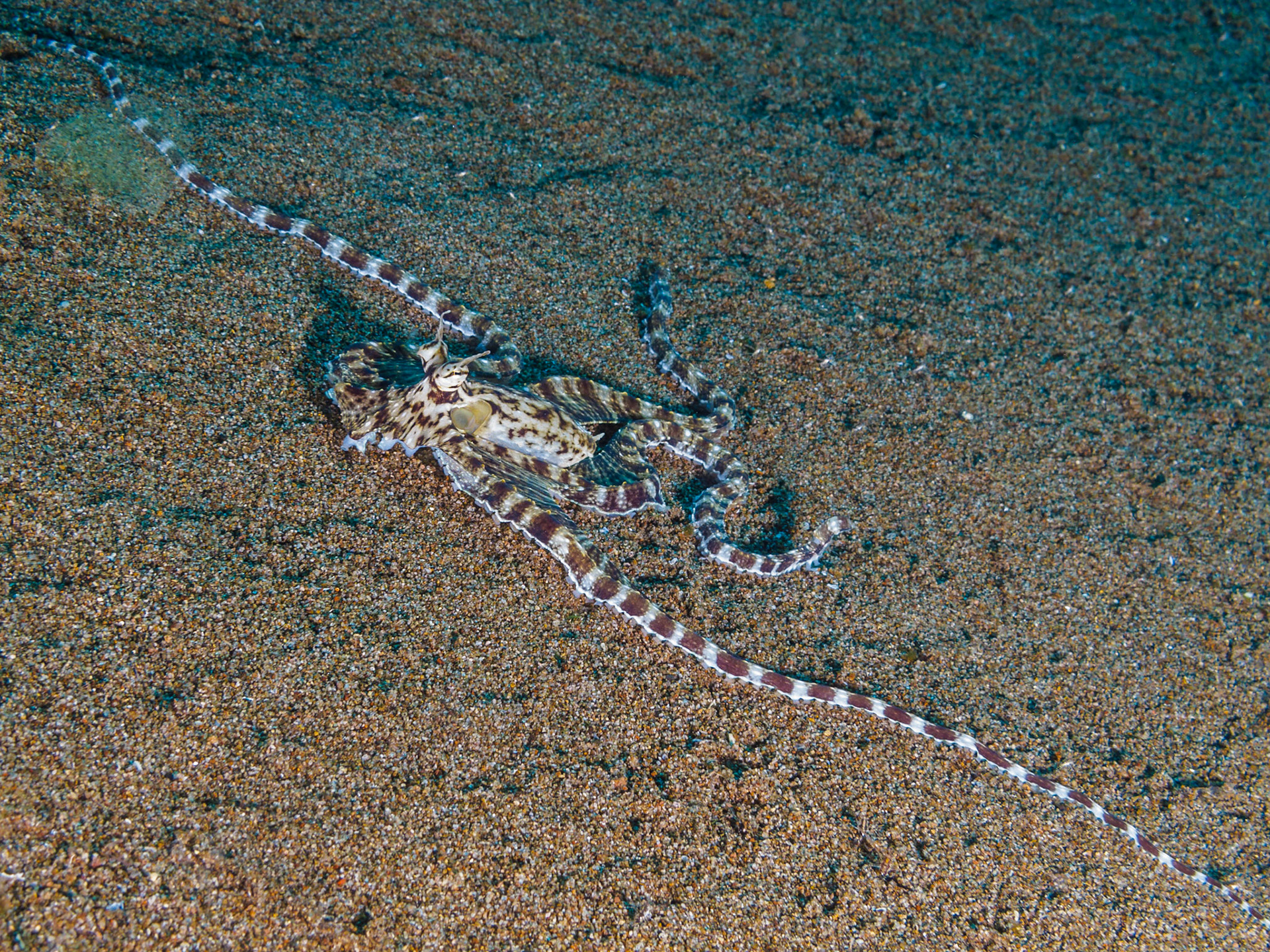 Mimic Octopus