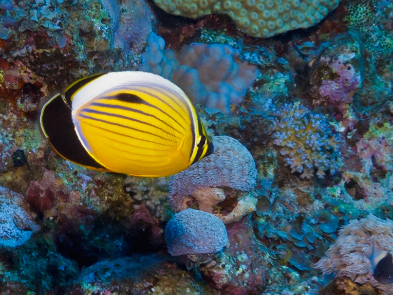 Exquisite Butterflyfish