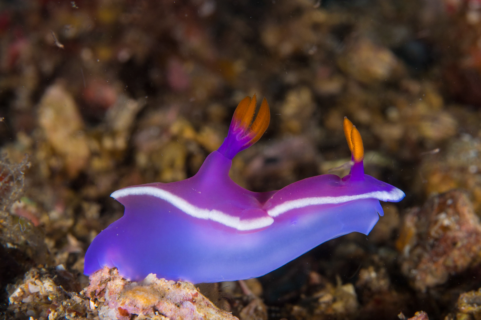 Hypselodoris sp. 15