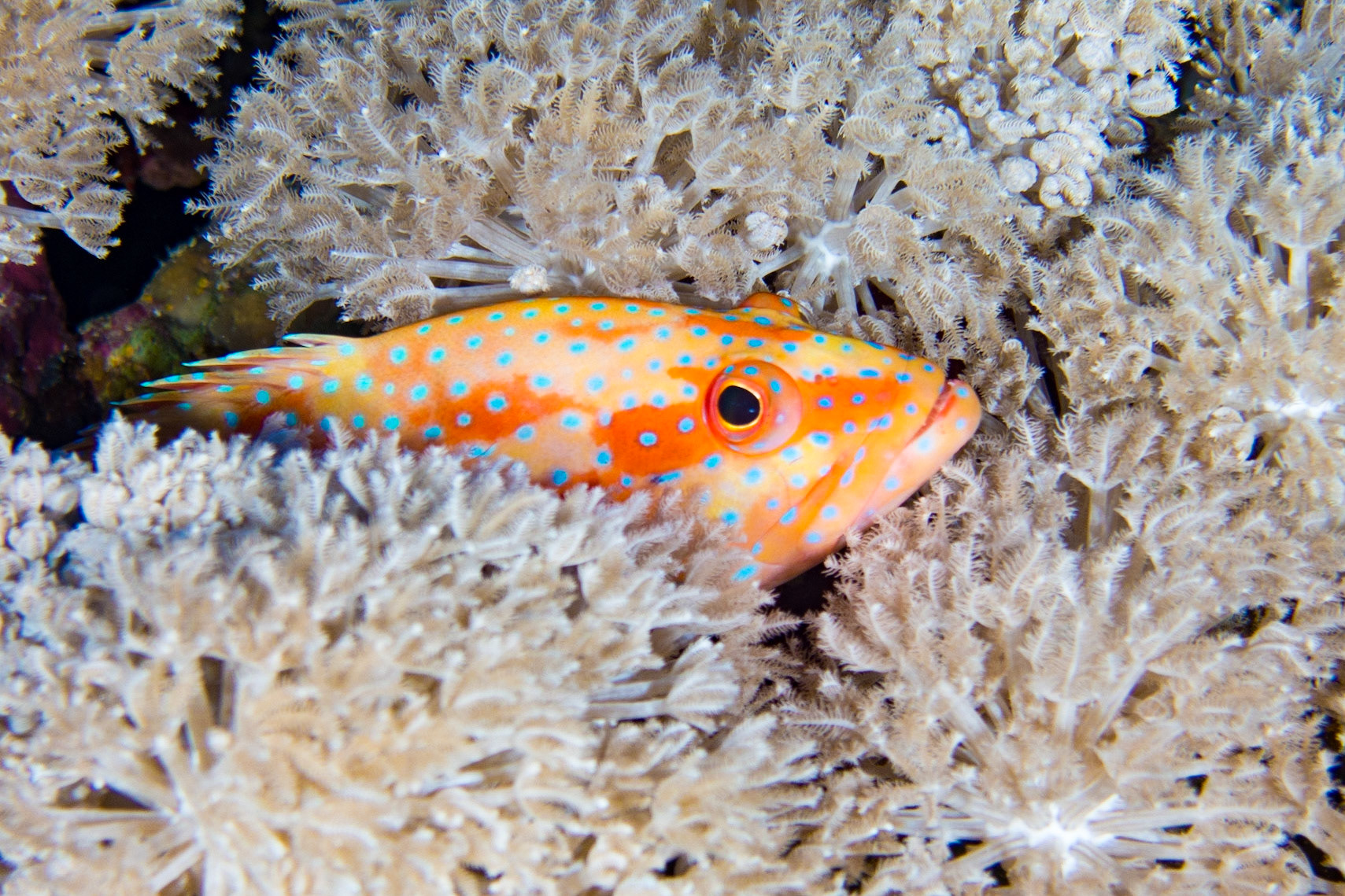 Coral Grouper