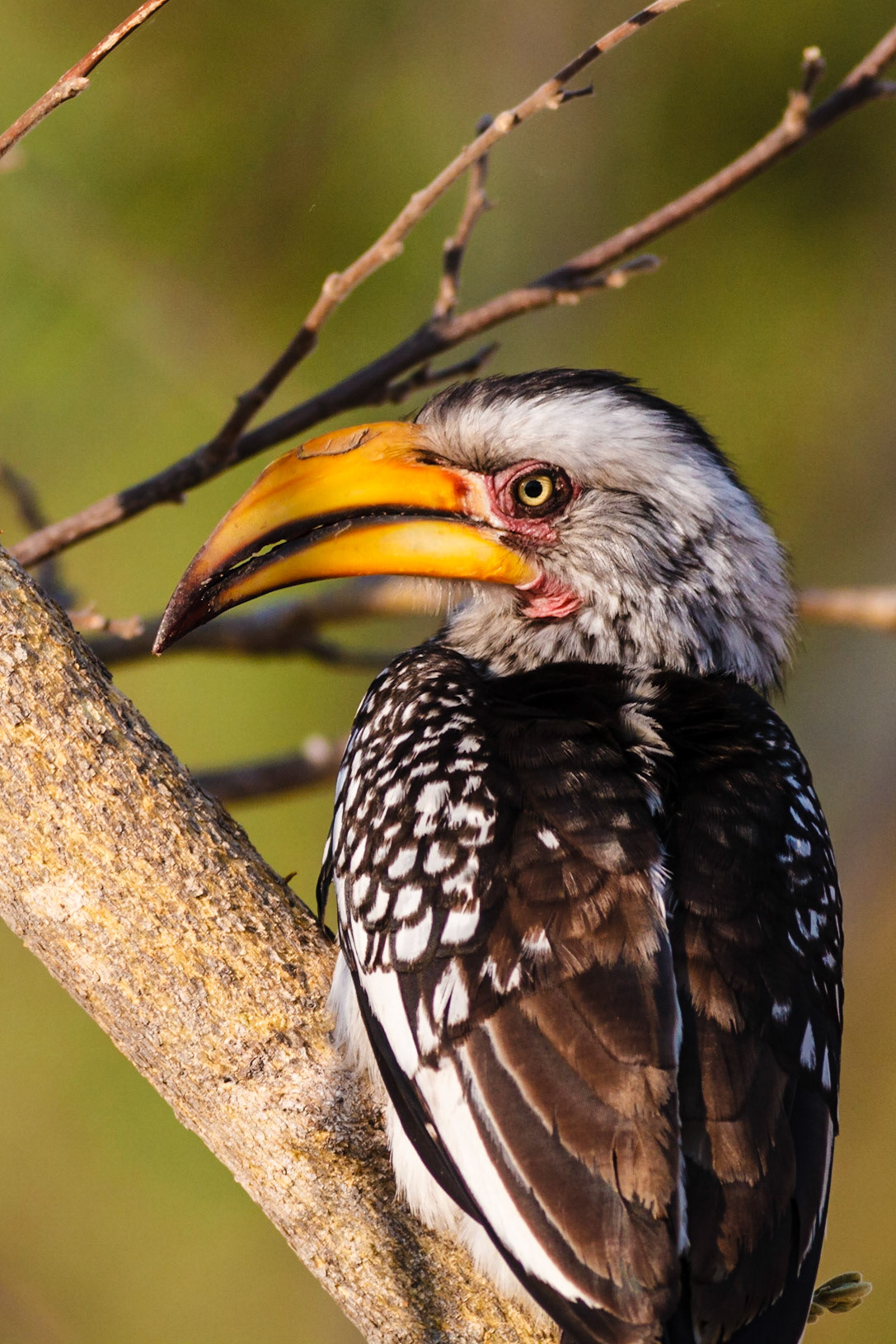 Southern Yellow-billed Hornbill