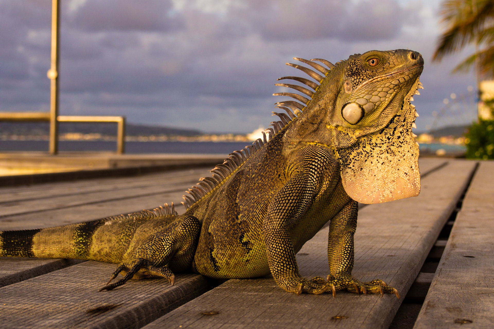 Green Iguana