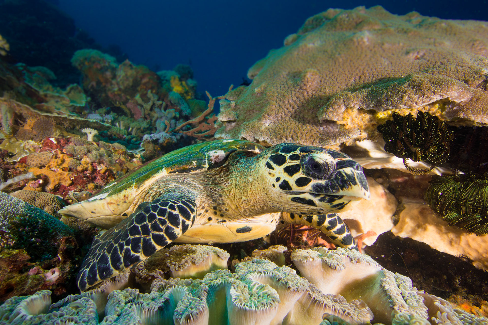 Hawksbill Turtle