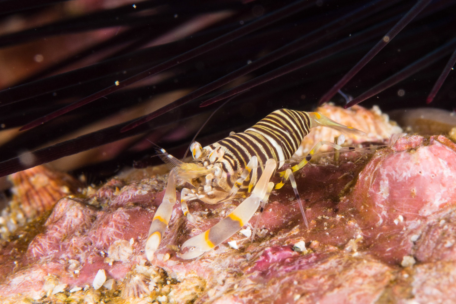 Striped Bumblebee Shrimp