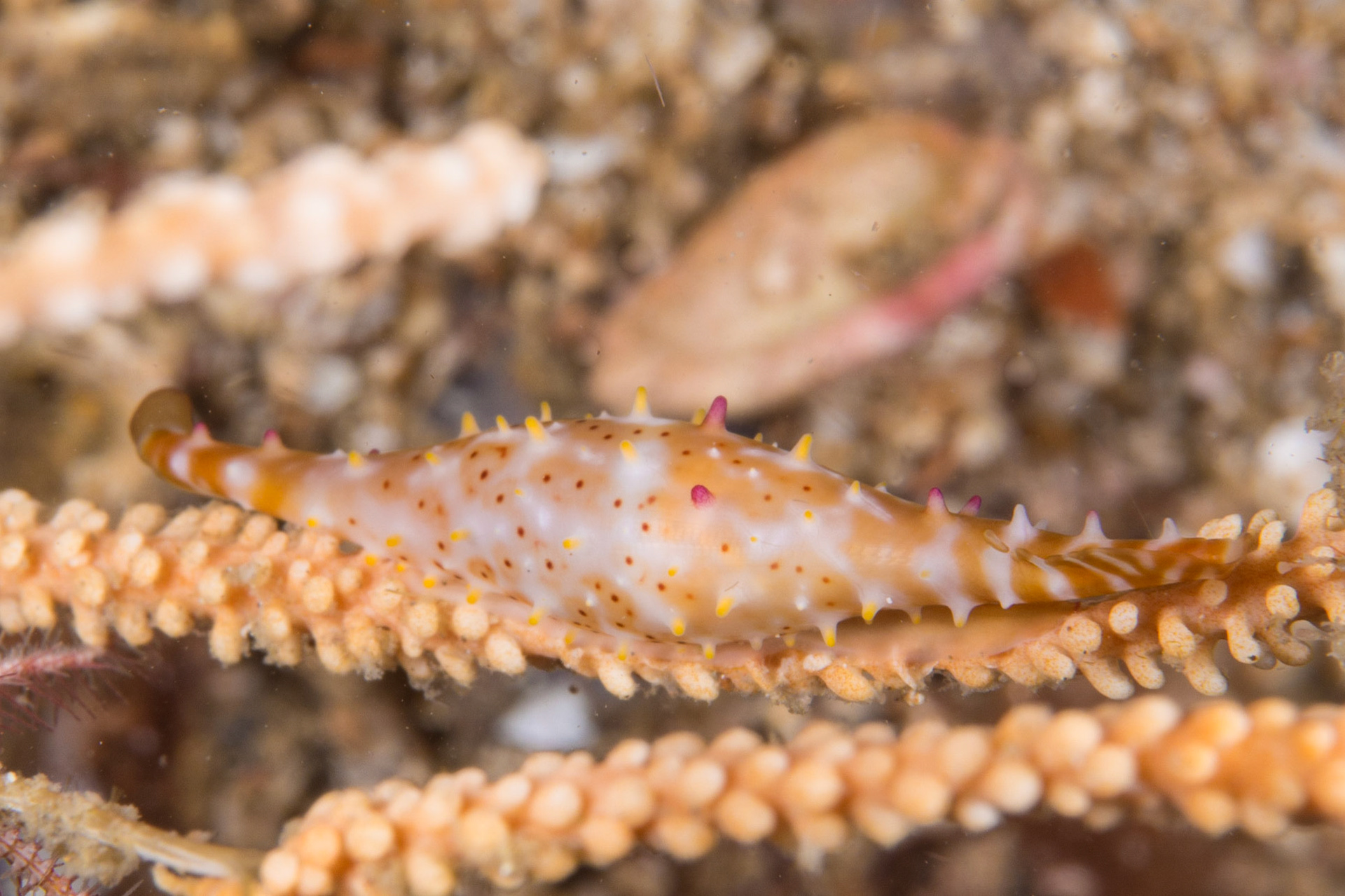 Rosy Spindle Cowrie