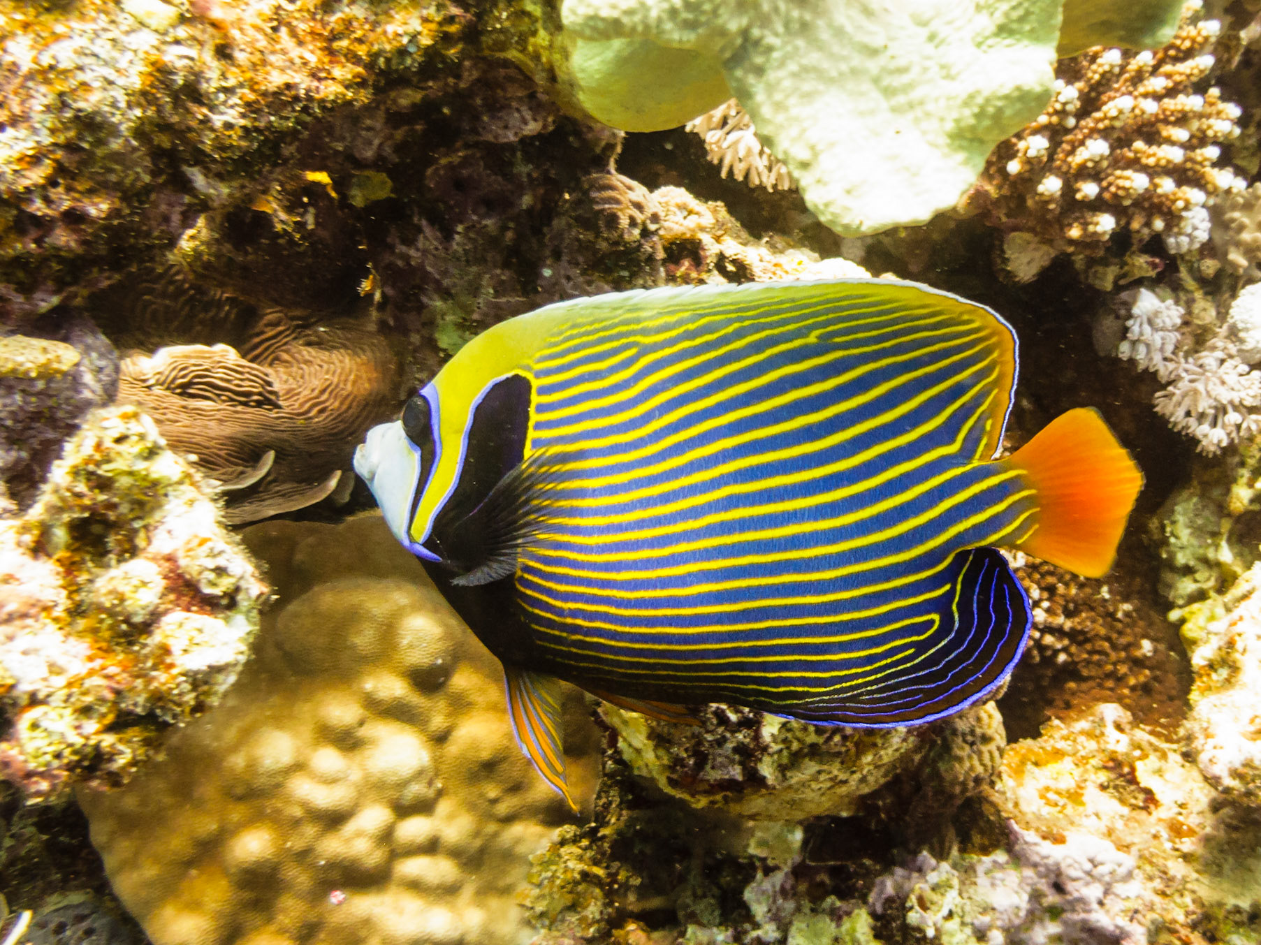 Emporer Angelfish