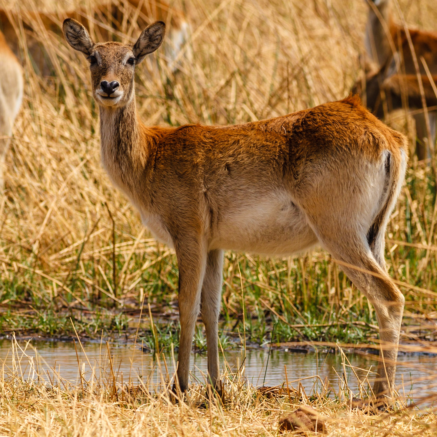 Lechwe