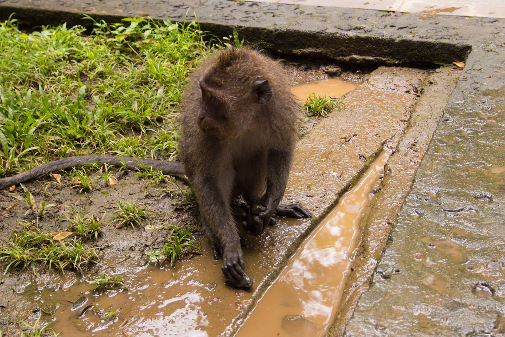 Crab-eating Macaque