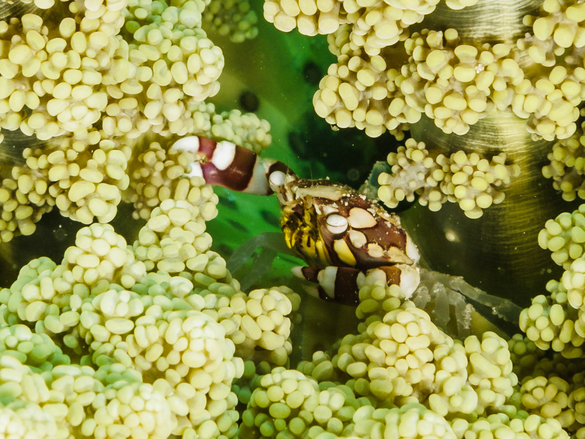 Harlequin Swimming Crab