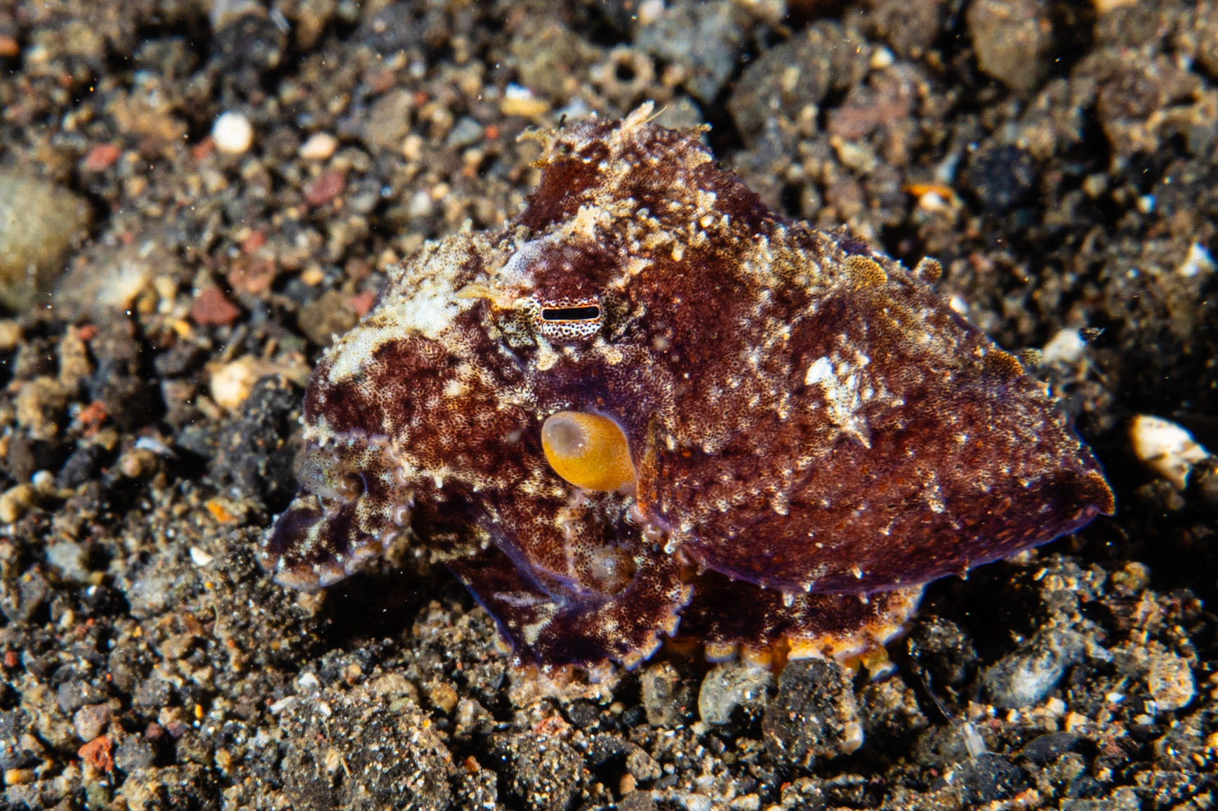 Coconut Octopus