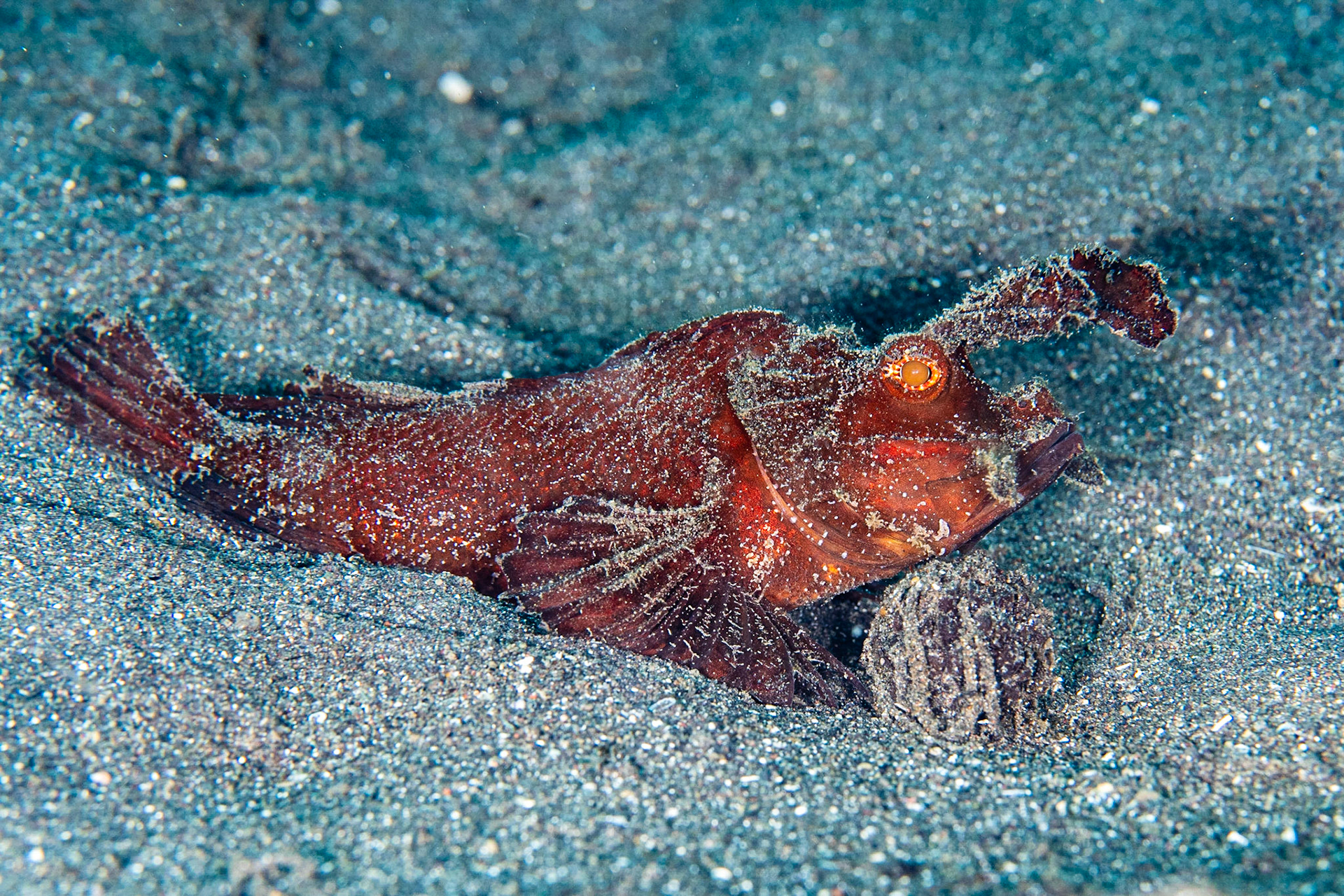 Ambon Scorpionfish