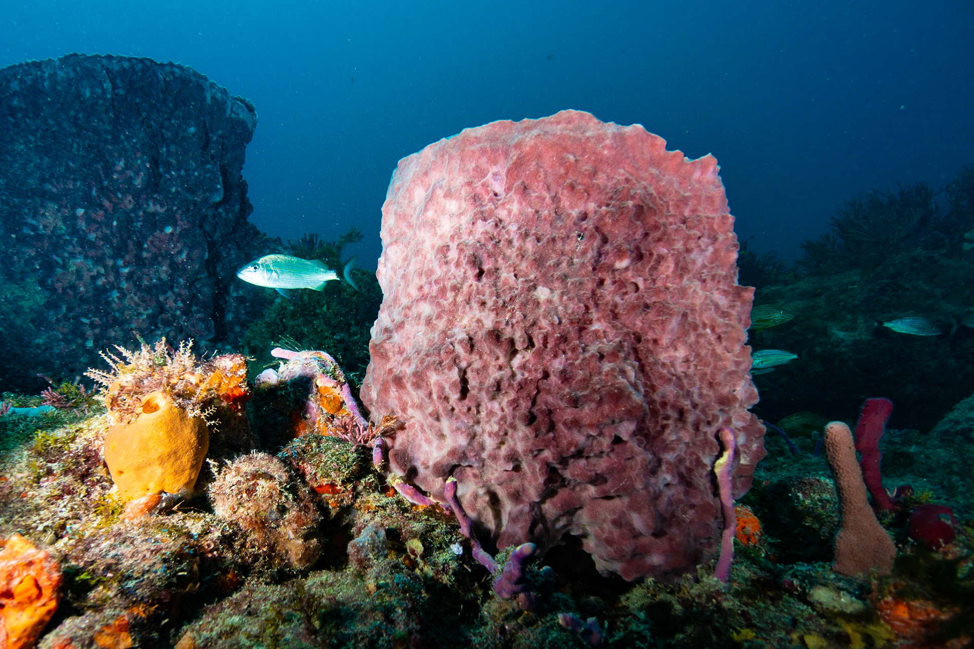 Giant Barrel Sponge
