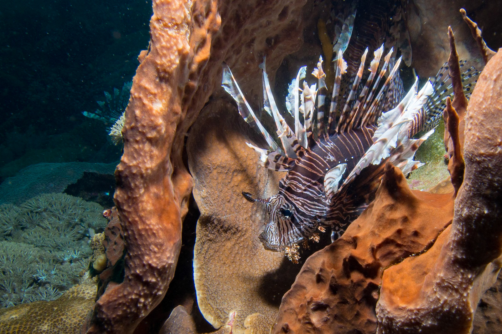 Red Lionfish