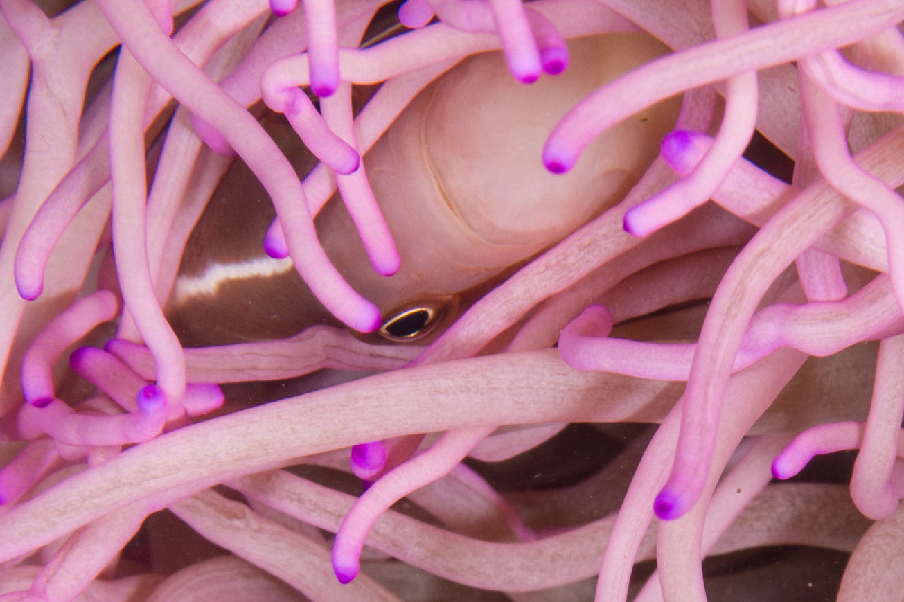 Pink Anemonefish and Magnificent Anemone