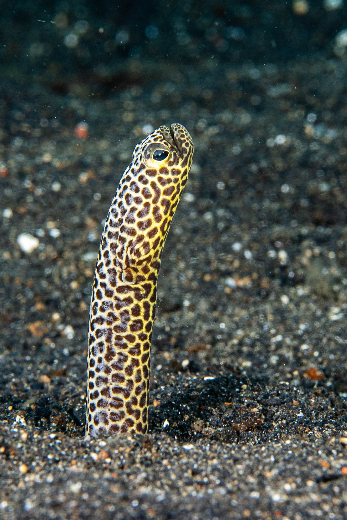 Taylor's Garden Eel