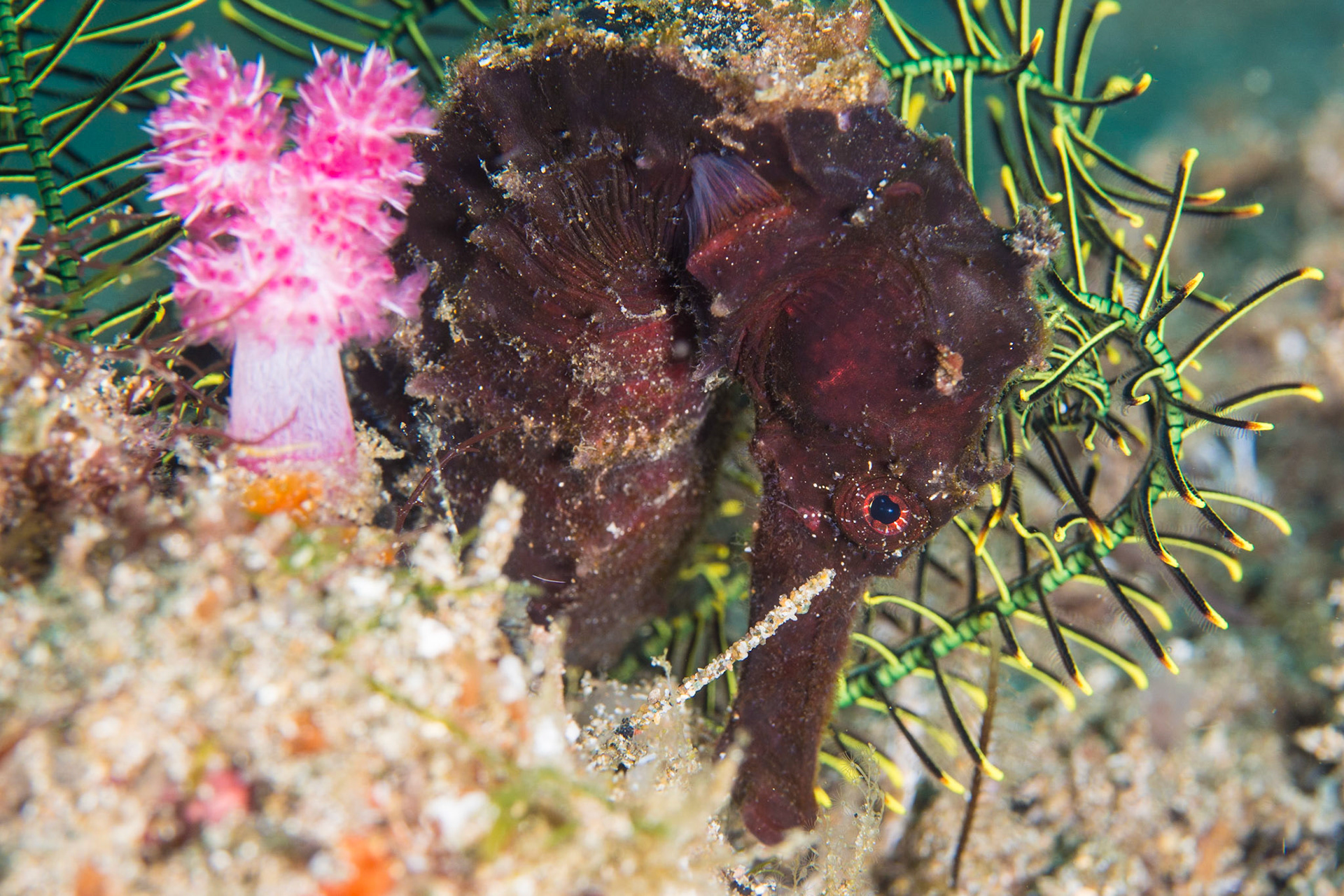 Common Seahorse