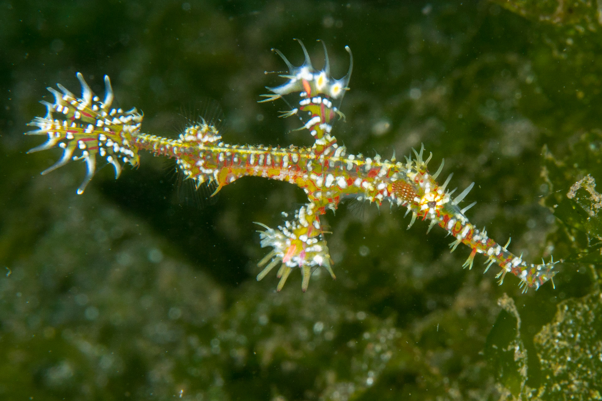 Ornate Ghost Pipefish