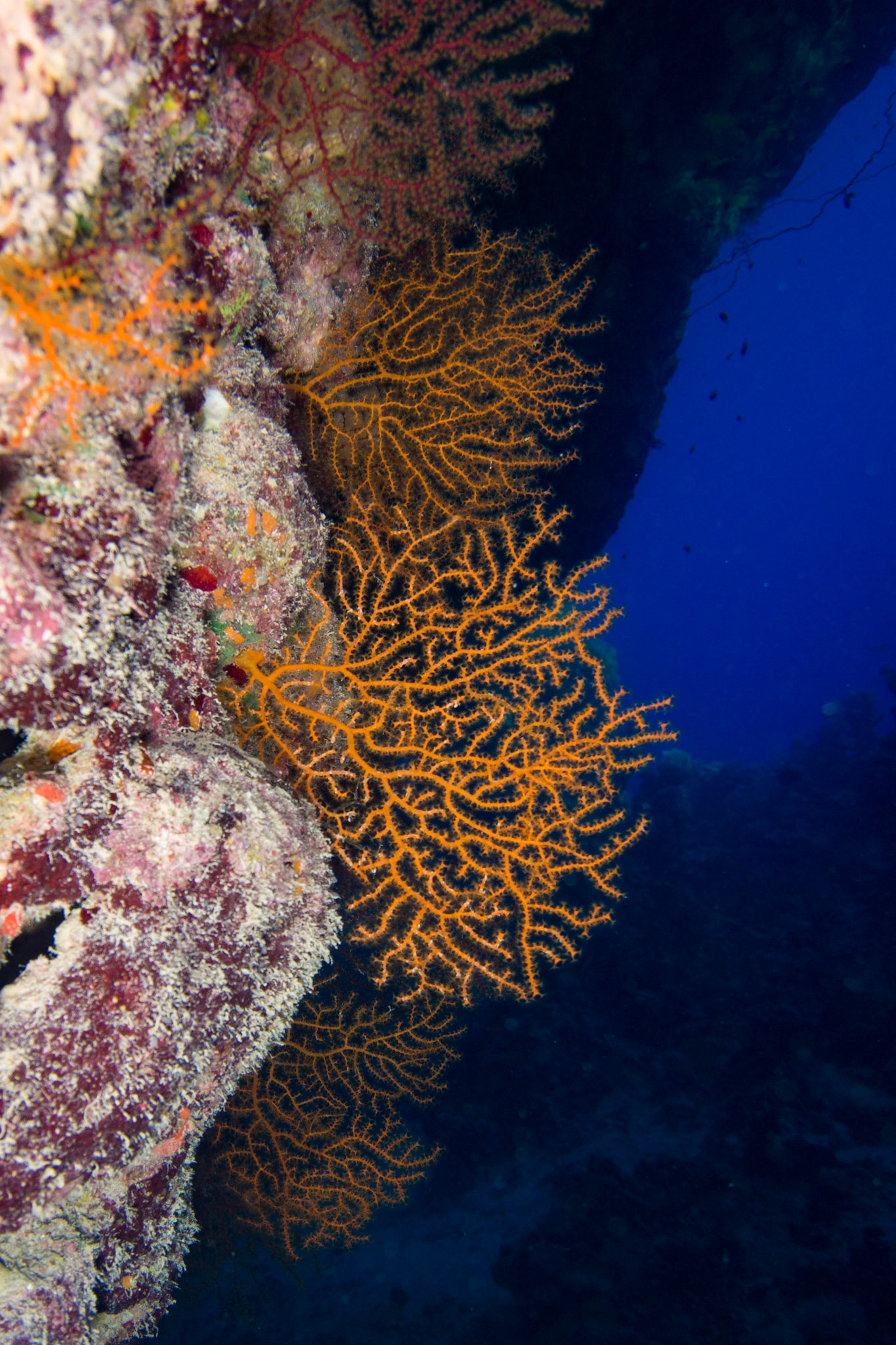 Underwater caves at Umm Hararim (Cave Reef). The whole dive site is a series of intersecting caves.