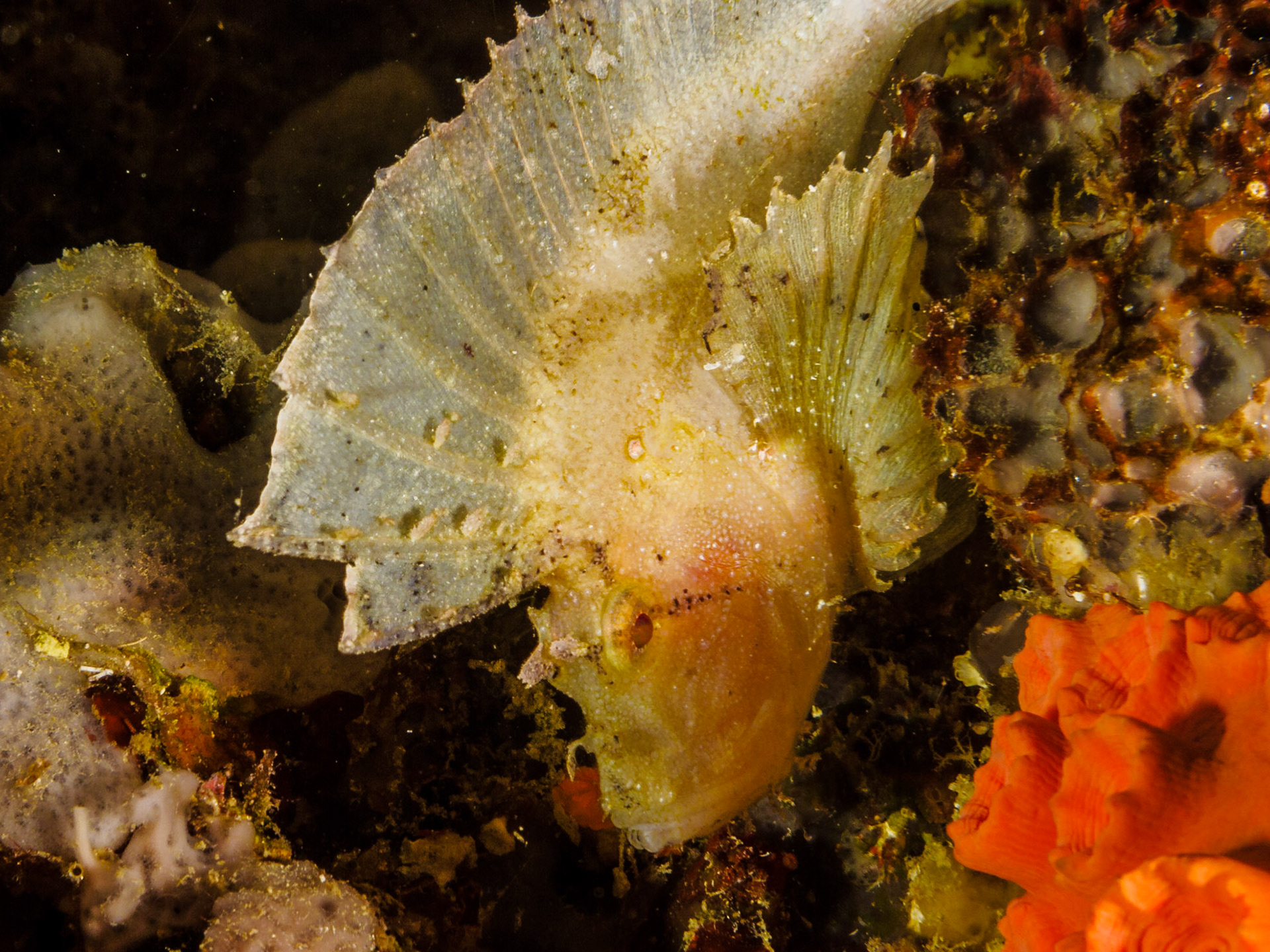 Leaf Scorpionfish