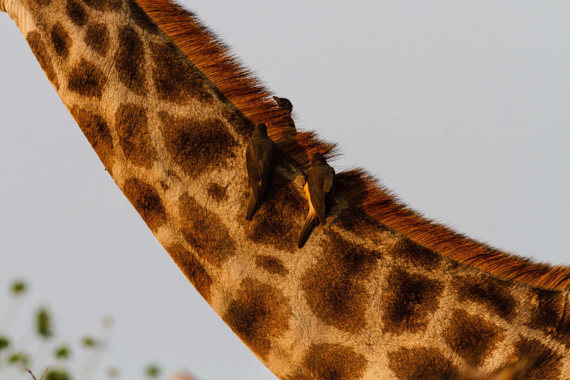 Giraffe with Oxpeckers