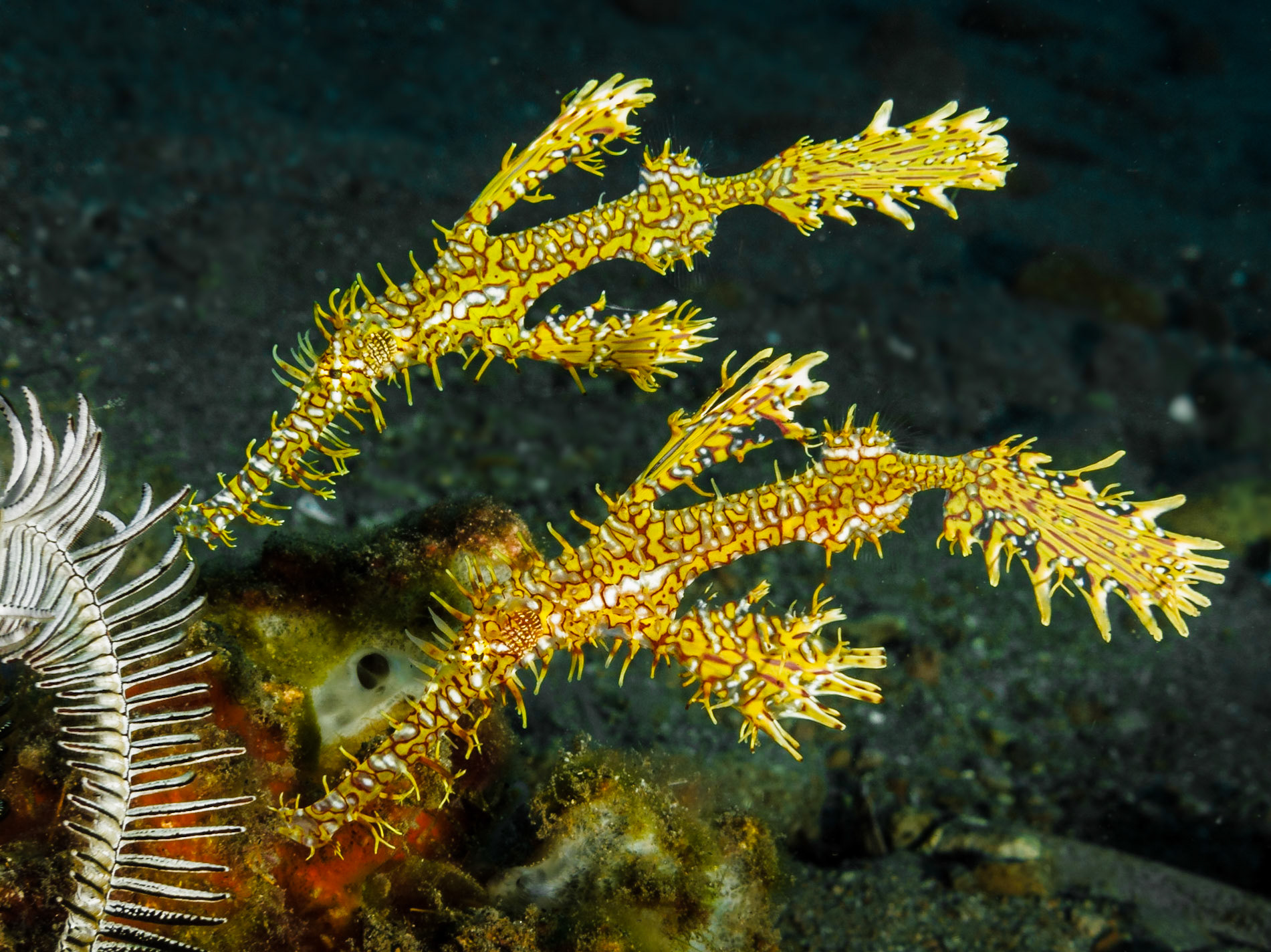 Ornate Ghost Pipefish, a relative of the sea horse