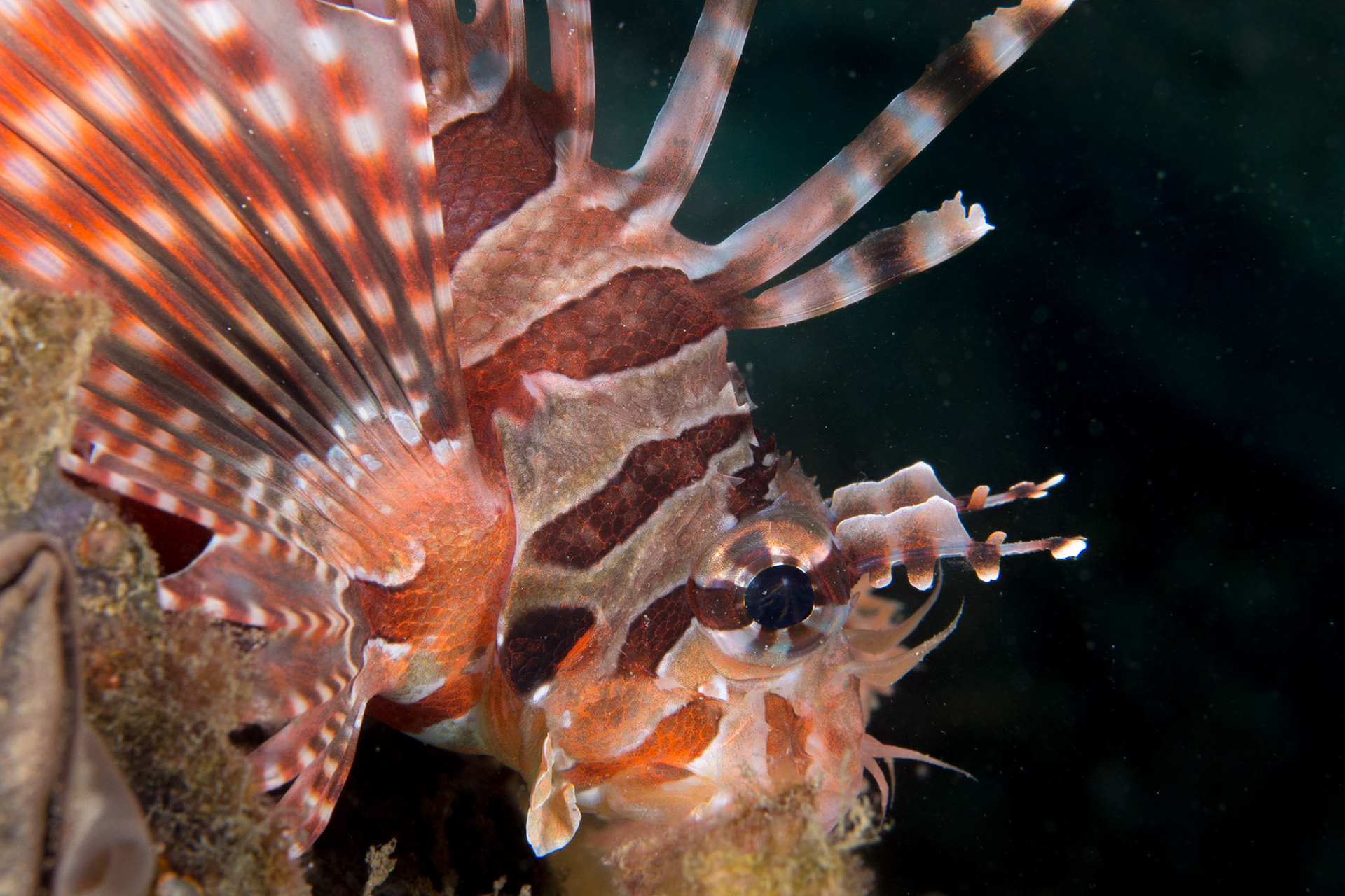 Red Lionfish